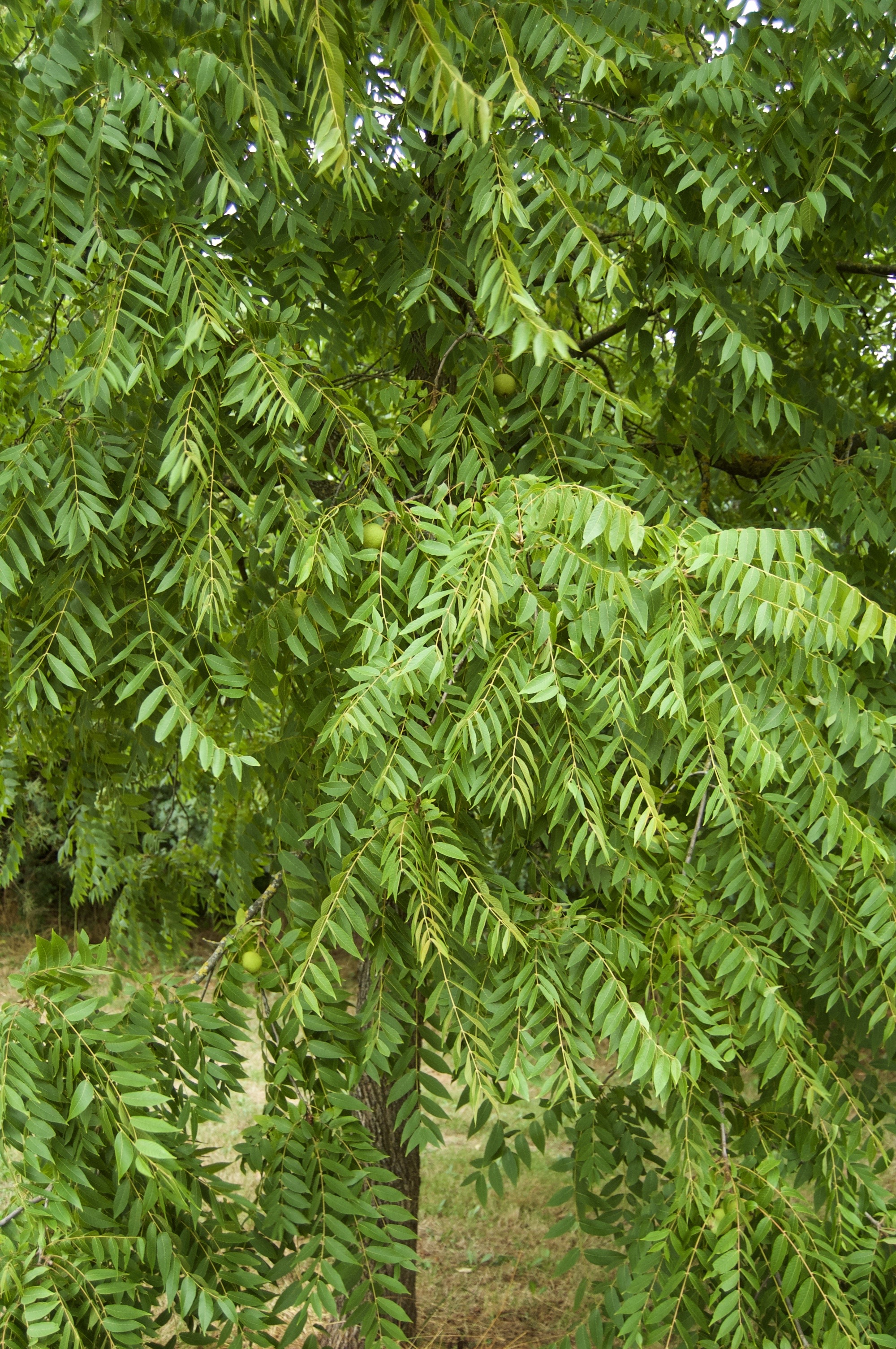 Juglans nigra (door Theo Heijmans)