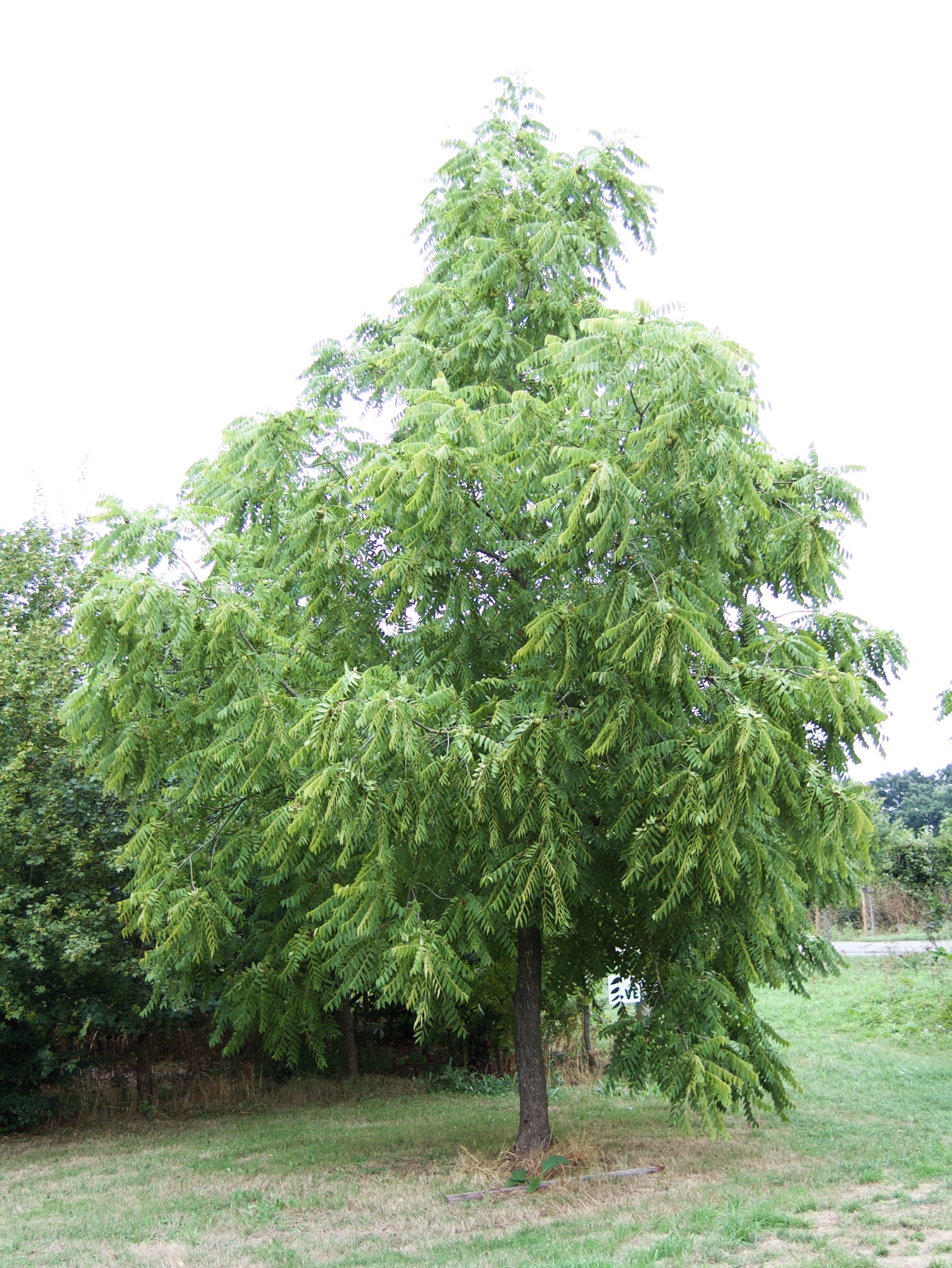 Juglans nigra (door Theo Heijmans)