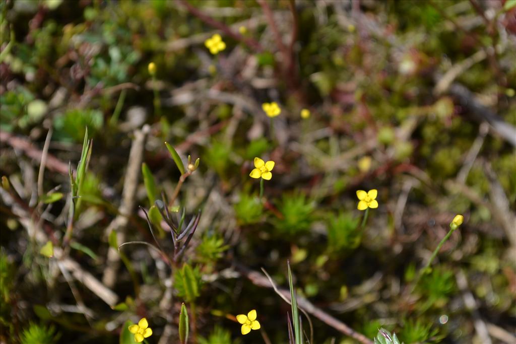 Cicendia filiformis (door marcel bolten)