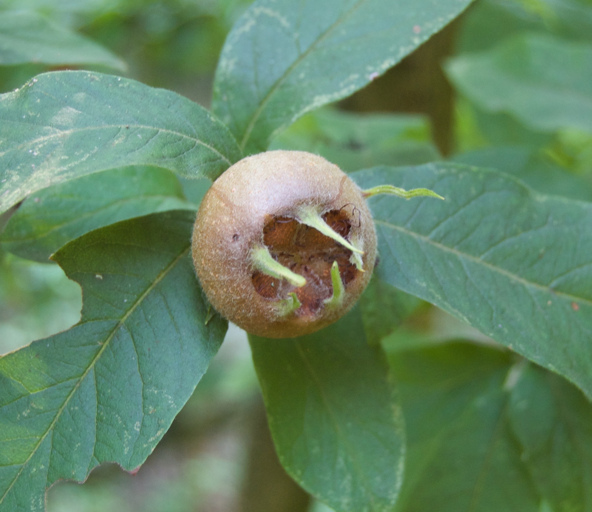 Mespilus germanica (door Theo Heijmans)