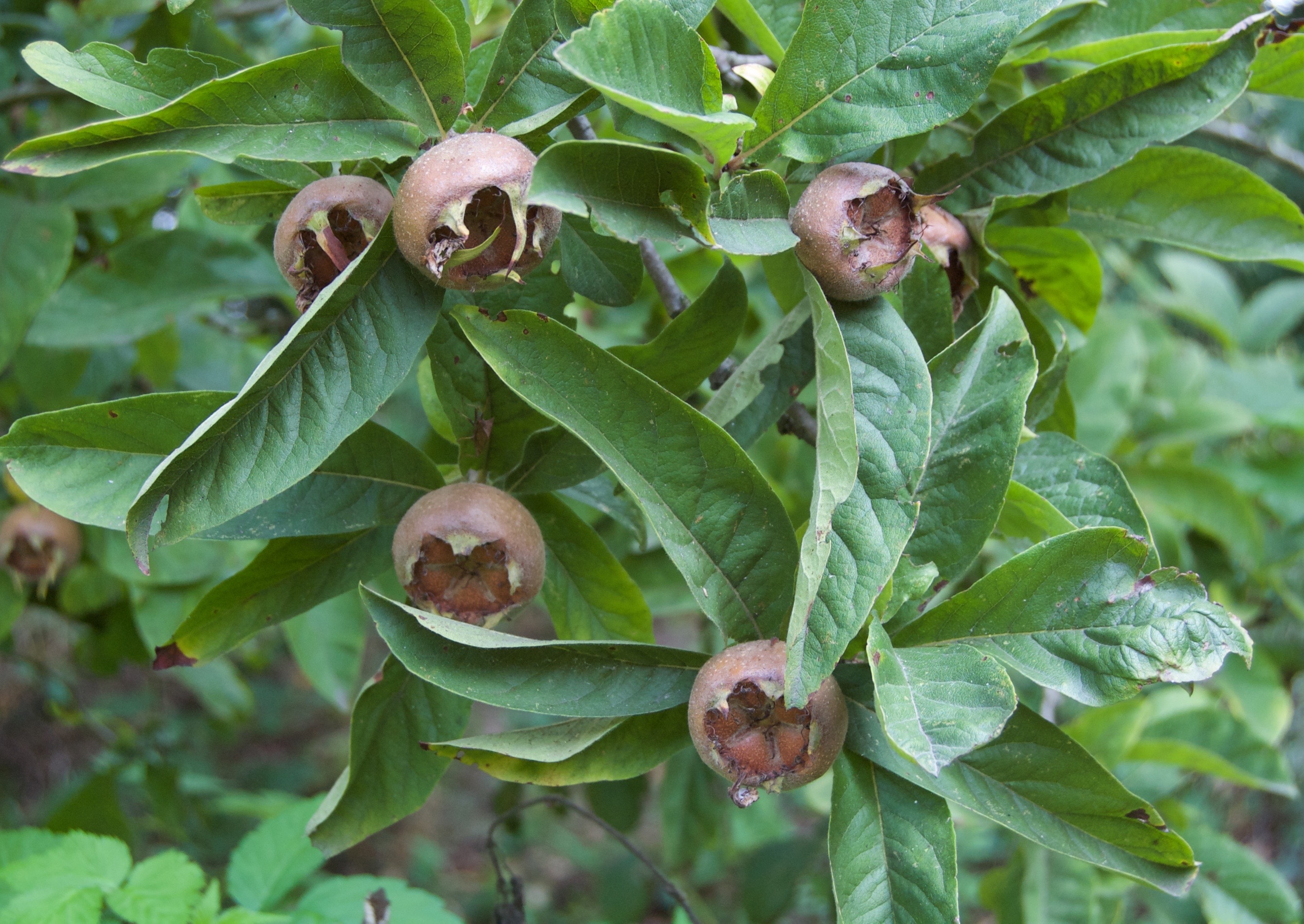 Mespilus germanica (door Theo Heijmans)