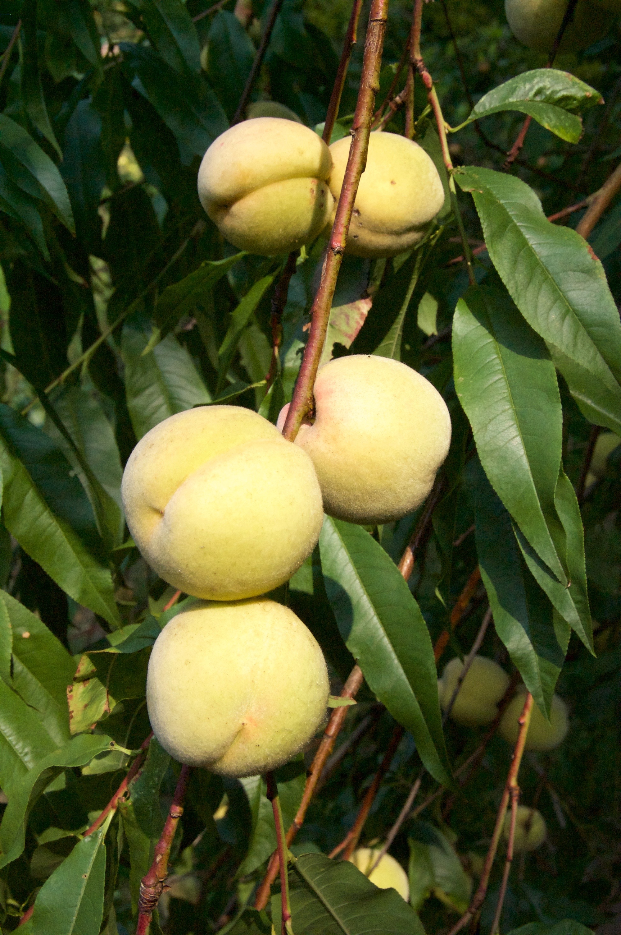 Prunus persica (door Theo Heijmans)