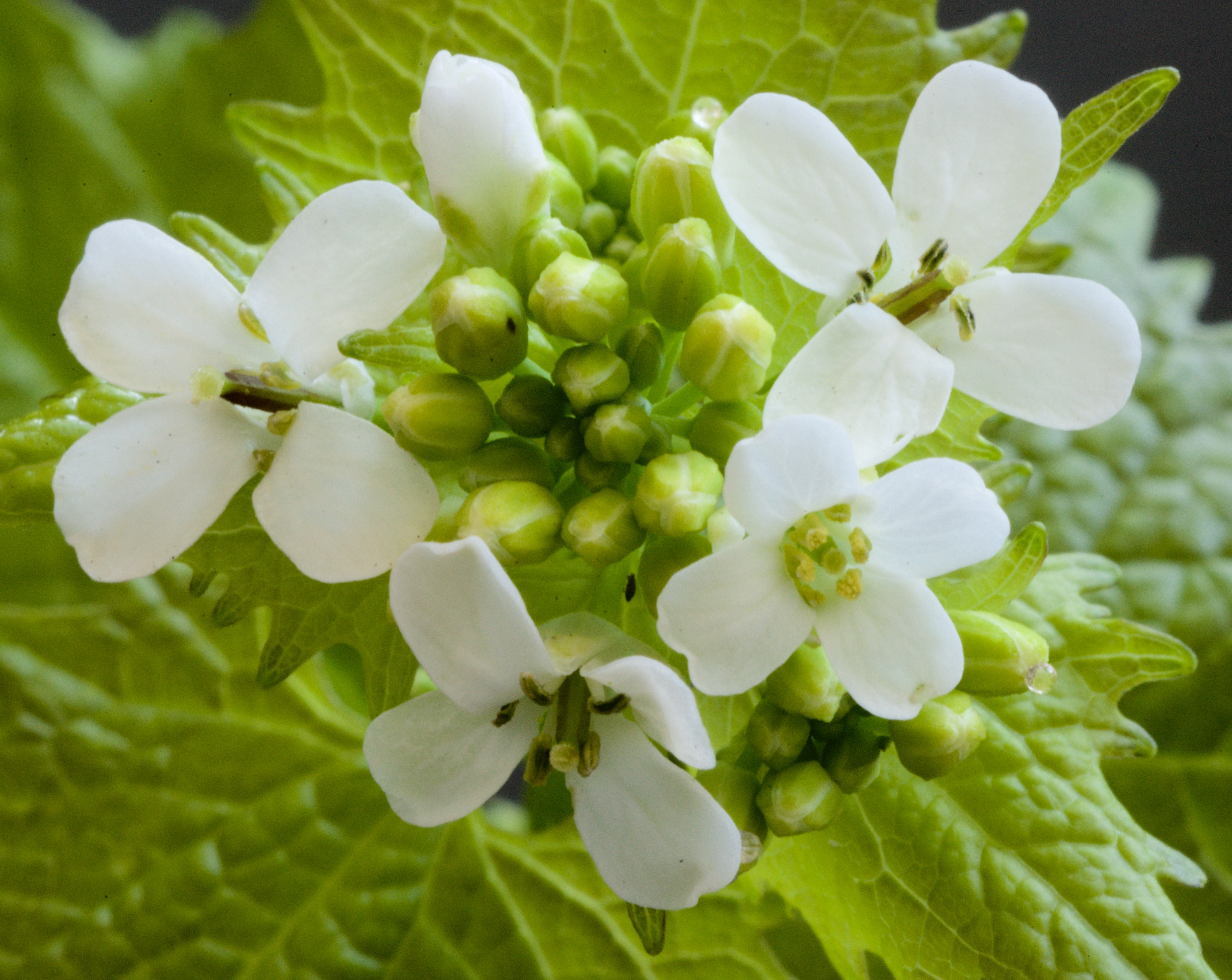 Alliaria petiolata (door Theo Heijmans)