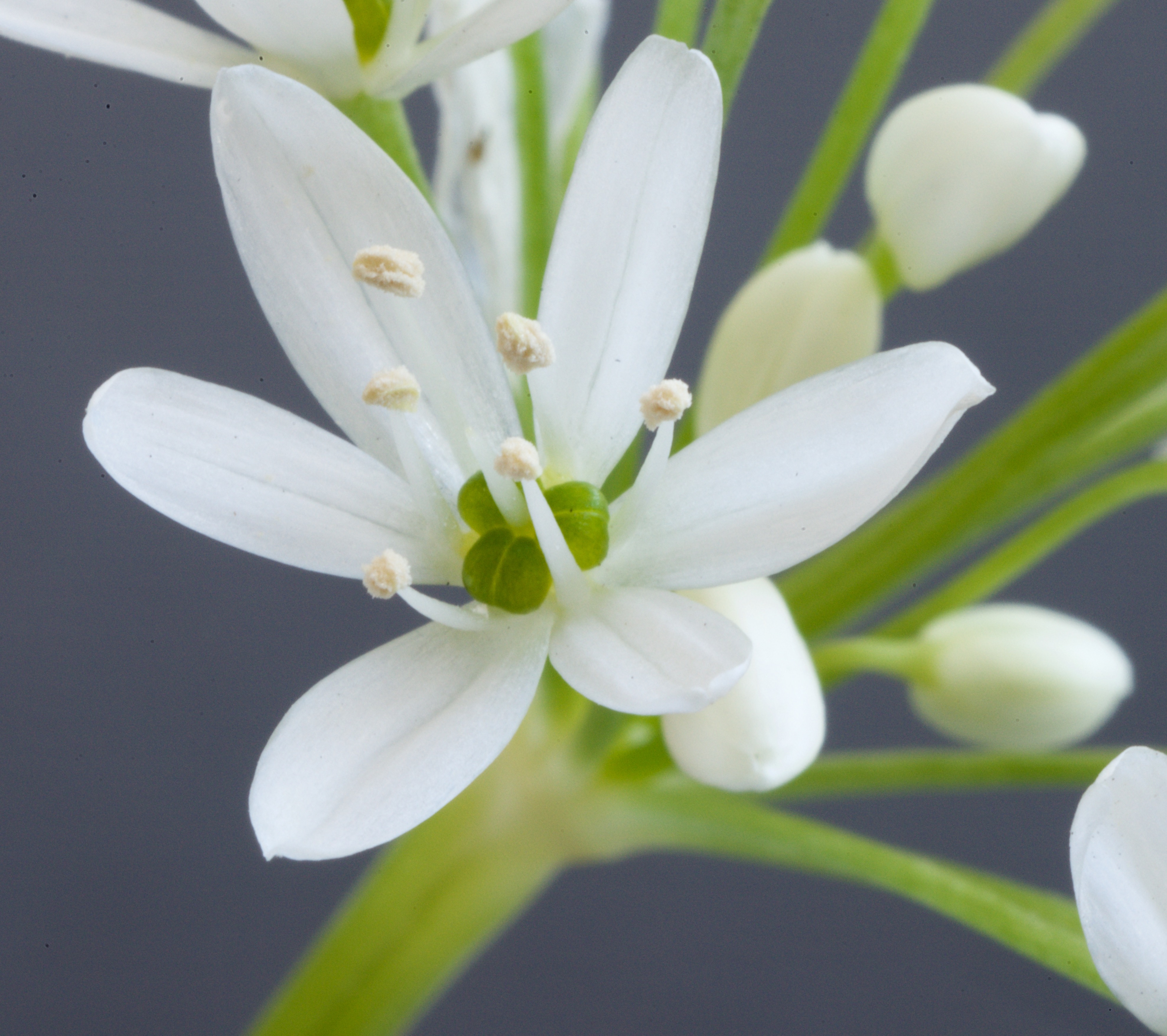 Allium ursinum (door Theo Heijmans)