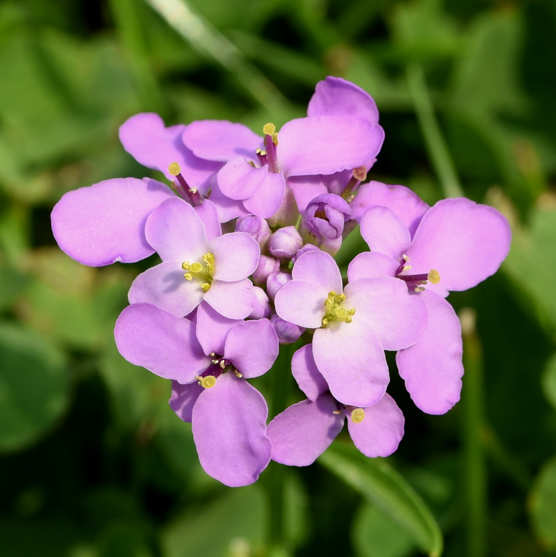 Iberis umbellata (door Sonja Bouwman)