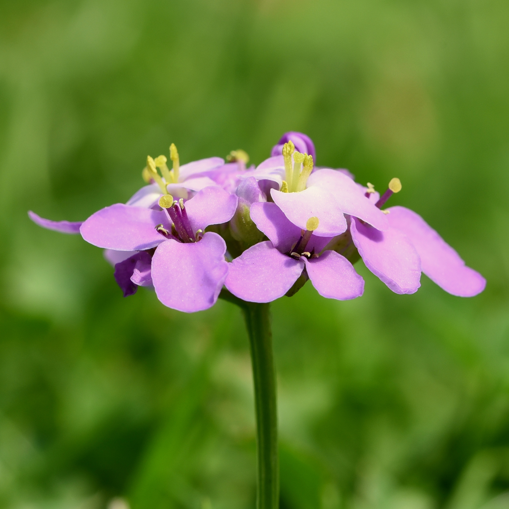 Iberis umbellata (door Sonja Bouwman)