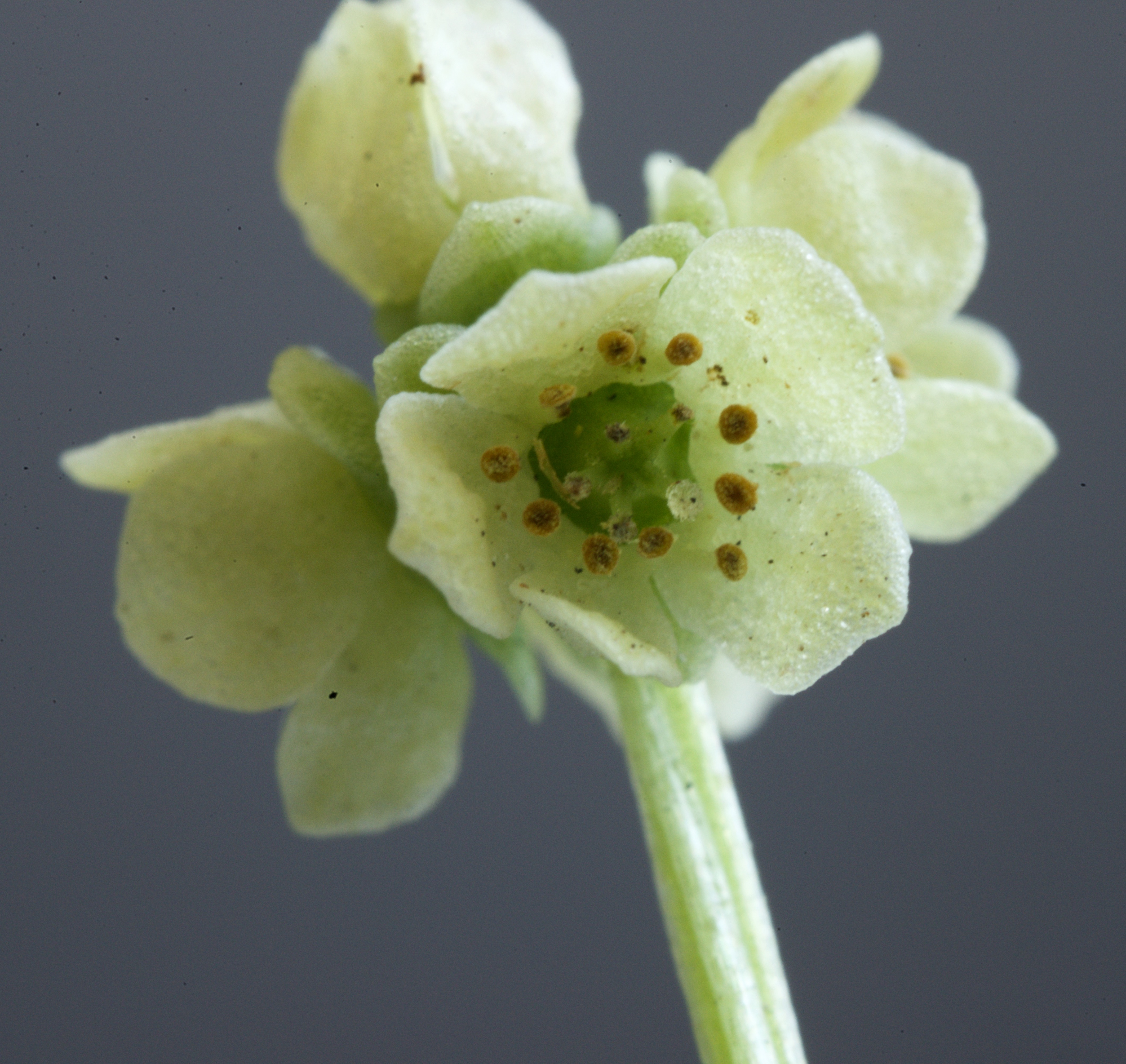 Adoxa moschatellina (door Theo Heijmans)