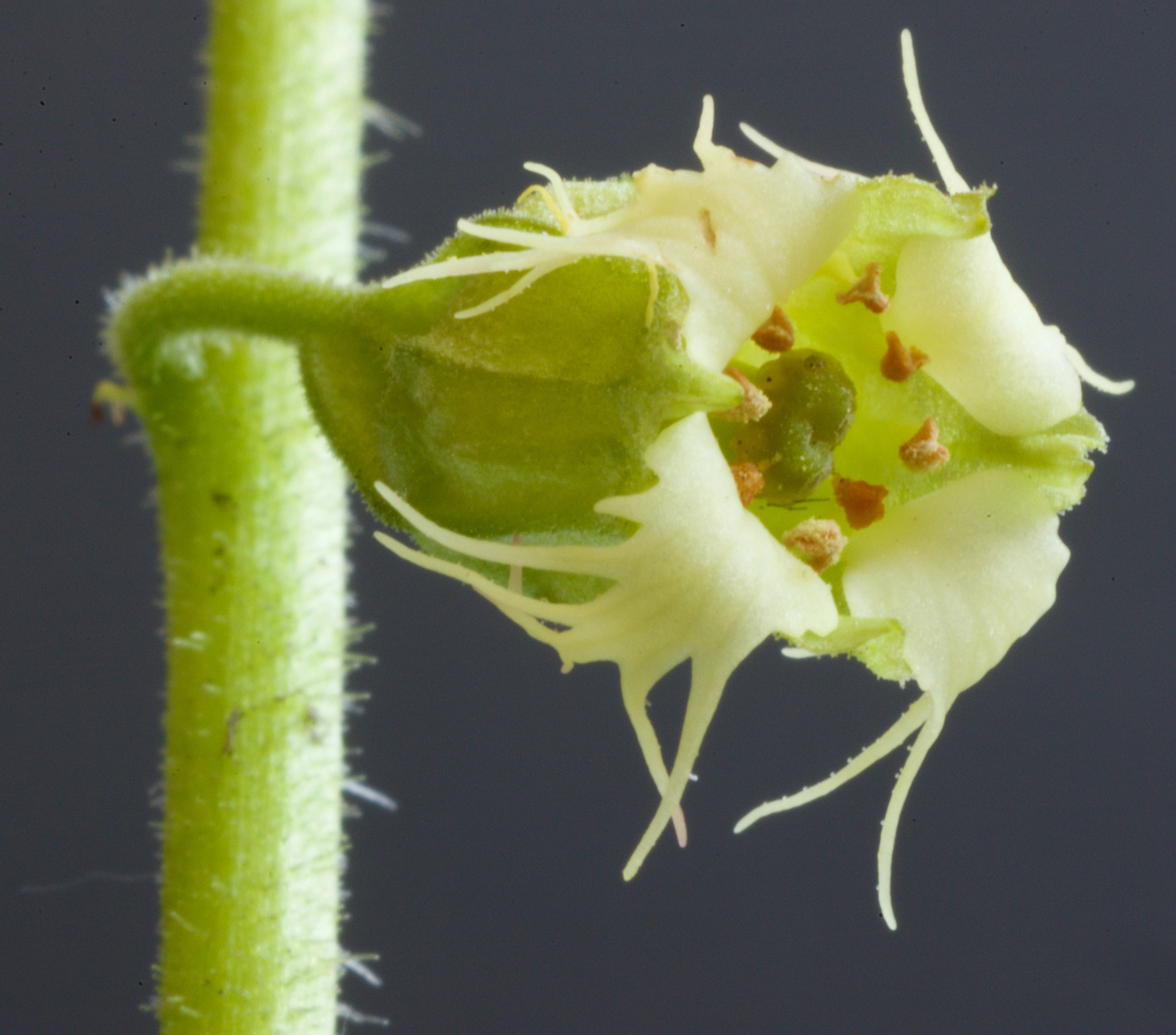 Tellima grandiflora (door Theo Heijmans)