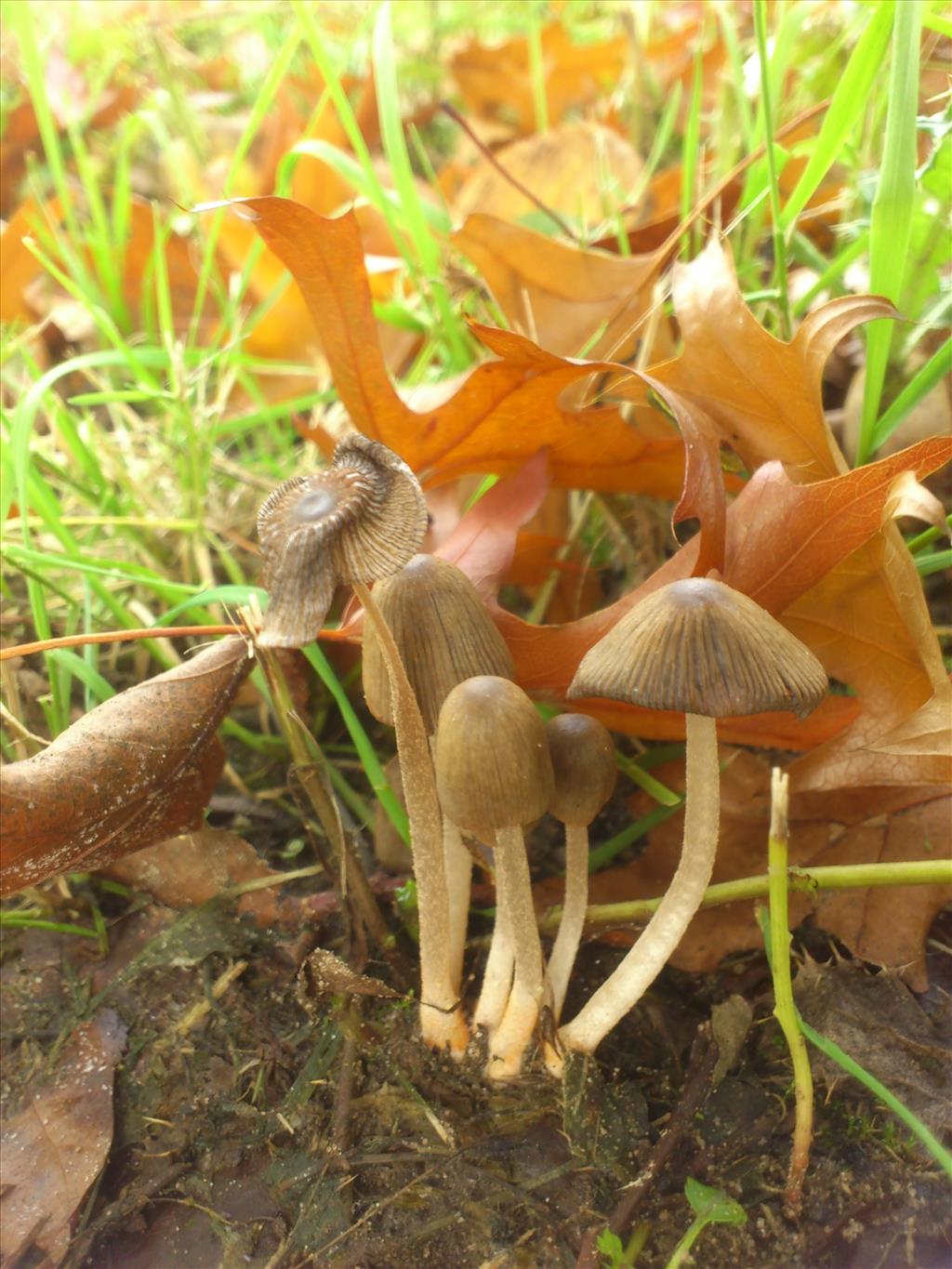 Coprinopsis erythrocephala (door Michel Beeckman)