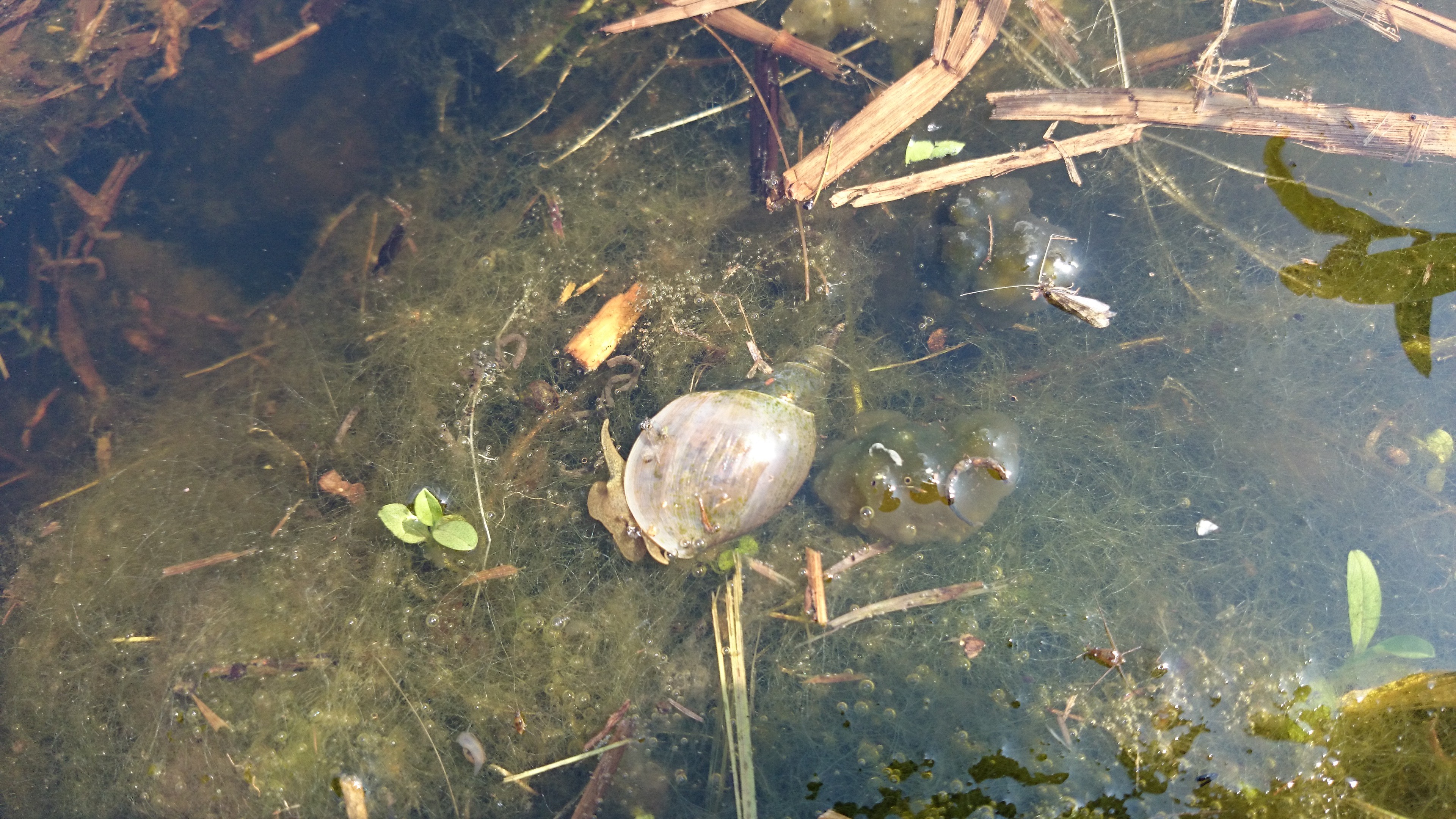 Lymnaea stagnalis (door Jaap de Boer)