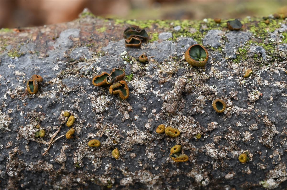 Ionomidotis fulvotingens (door Laurens van der Linde)