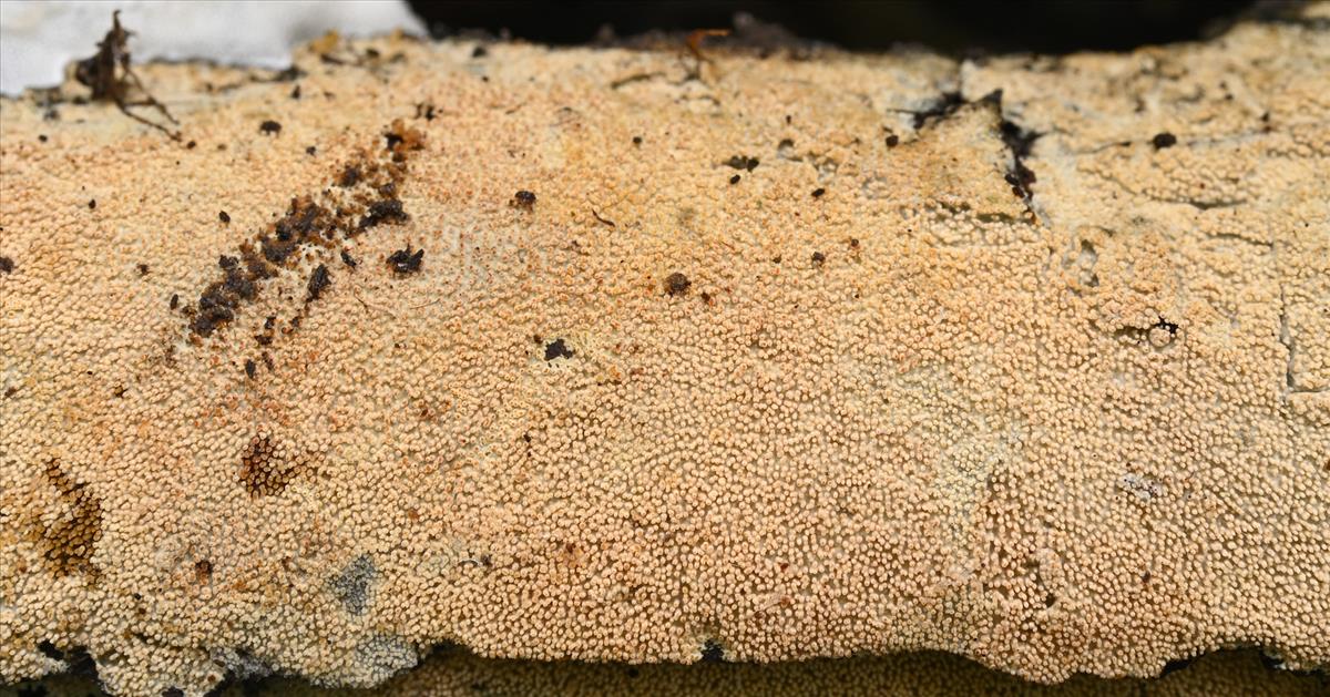 Hyphodontia arguta (door Laurens van der Linde)