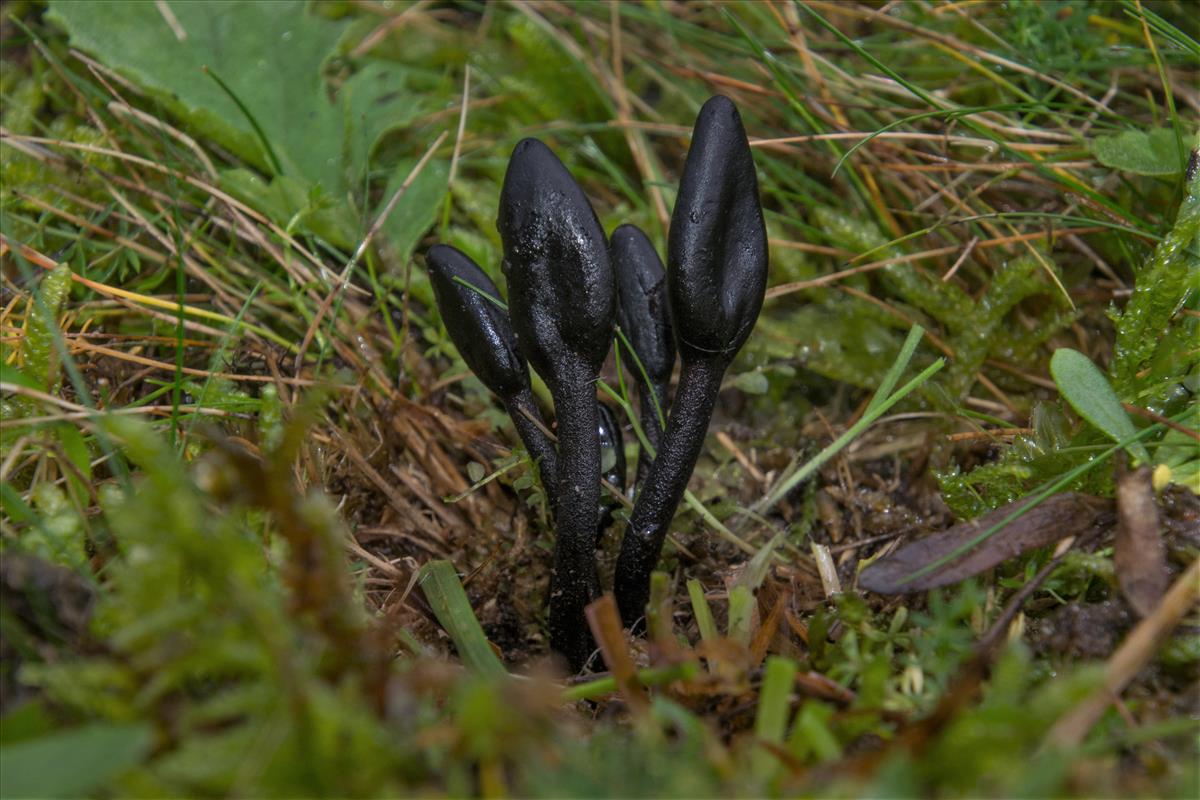 Geoglossum elongatum (door Cora van der Plaats (det. LJ))