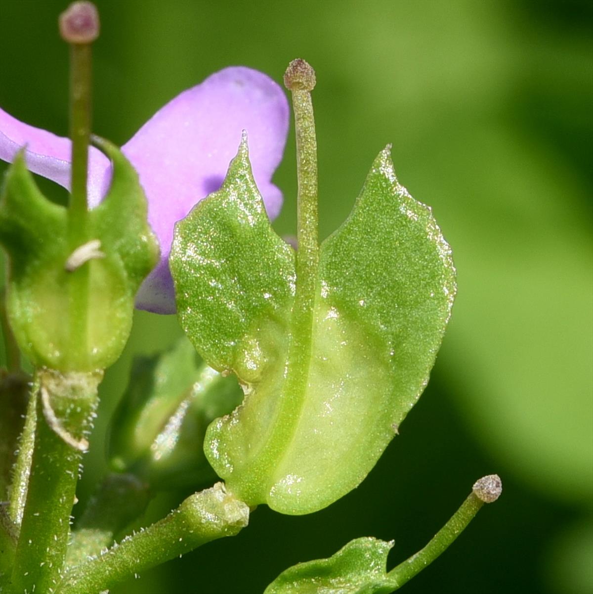 Iberis umbellata (door Sonja Bouwman)