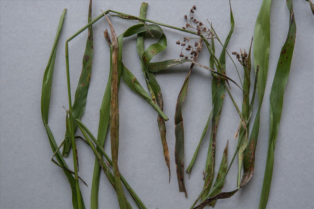 Puccinia obscura (door Leo Jalink)