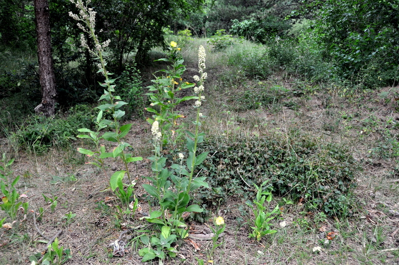 Verbascum lychnitis (door Dick van der Laan)