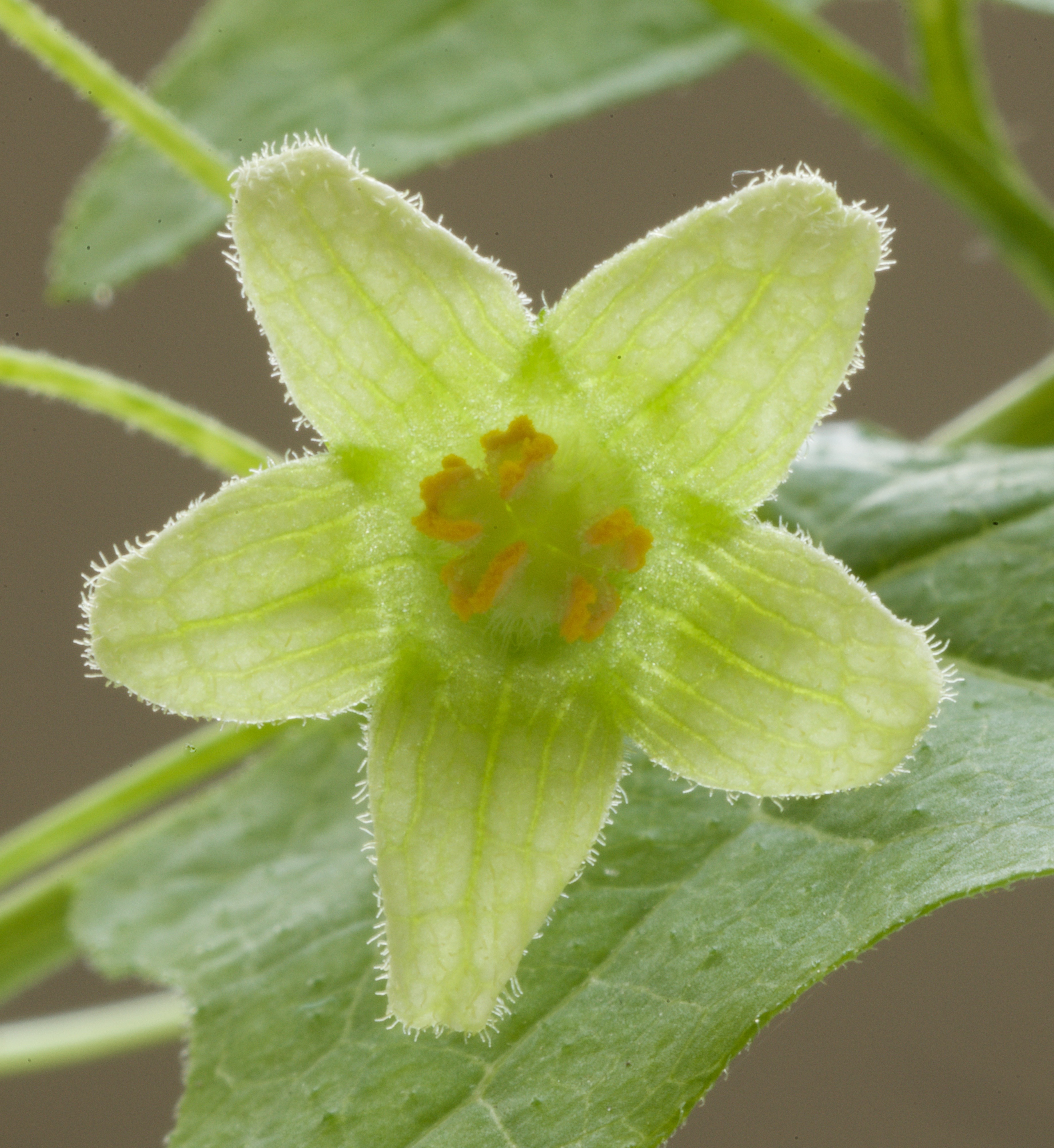 Bryonia dioica (door Theo Heijmans)