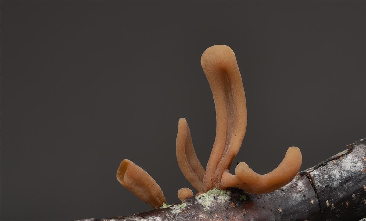 Macrotyphula fistulosa var. contorta (door Laurens van der Linde)