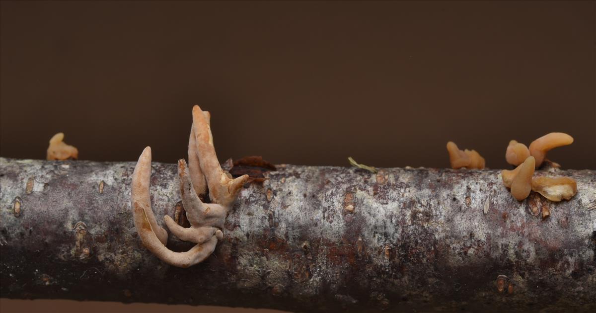 Macrotyphula fistulosa var. contorta (door Laurens van der Linde)
