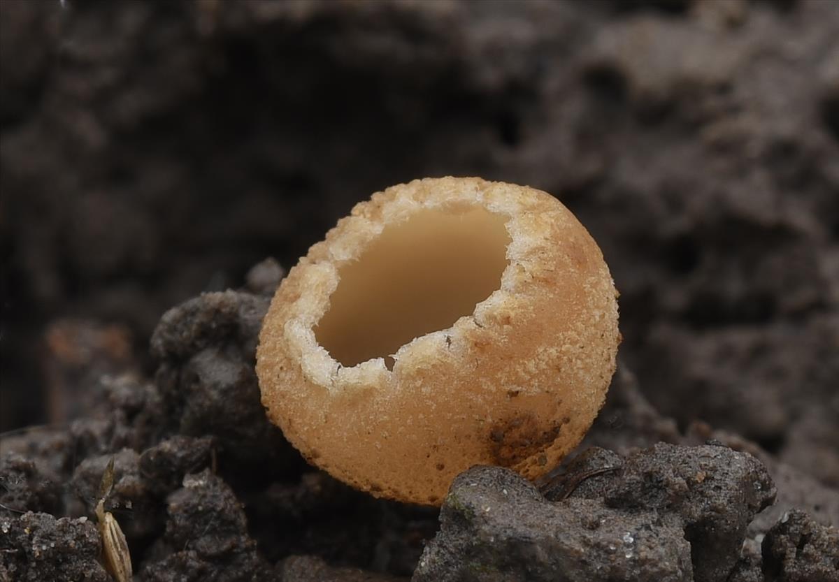 Tarzetta catinus sl, incl. cupularis (door Laurens van der Linde)