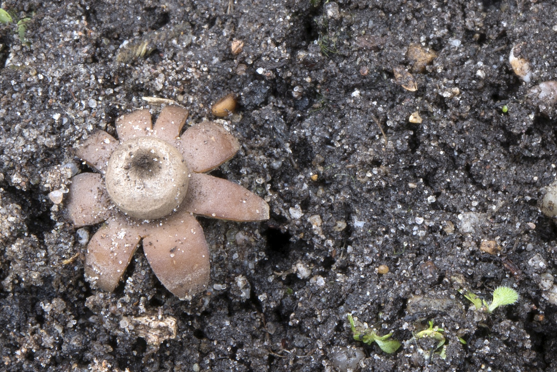 Geastrum floriforme (door John den Daas)