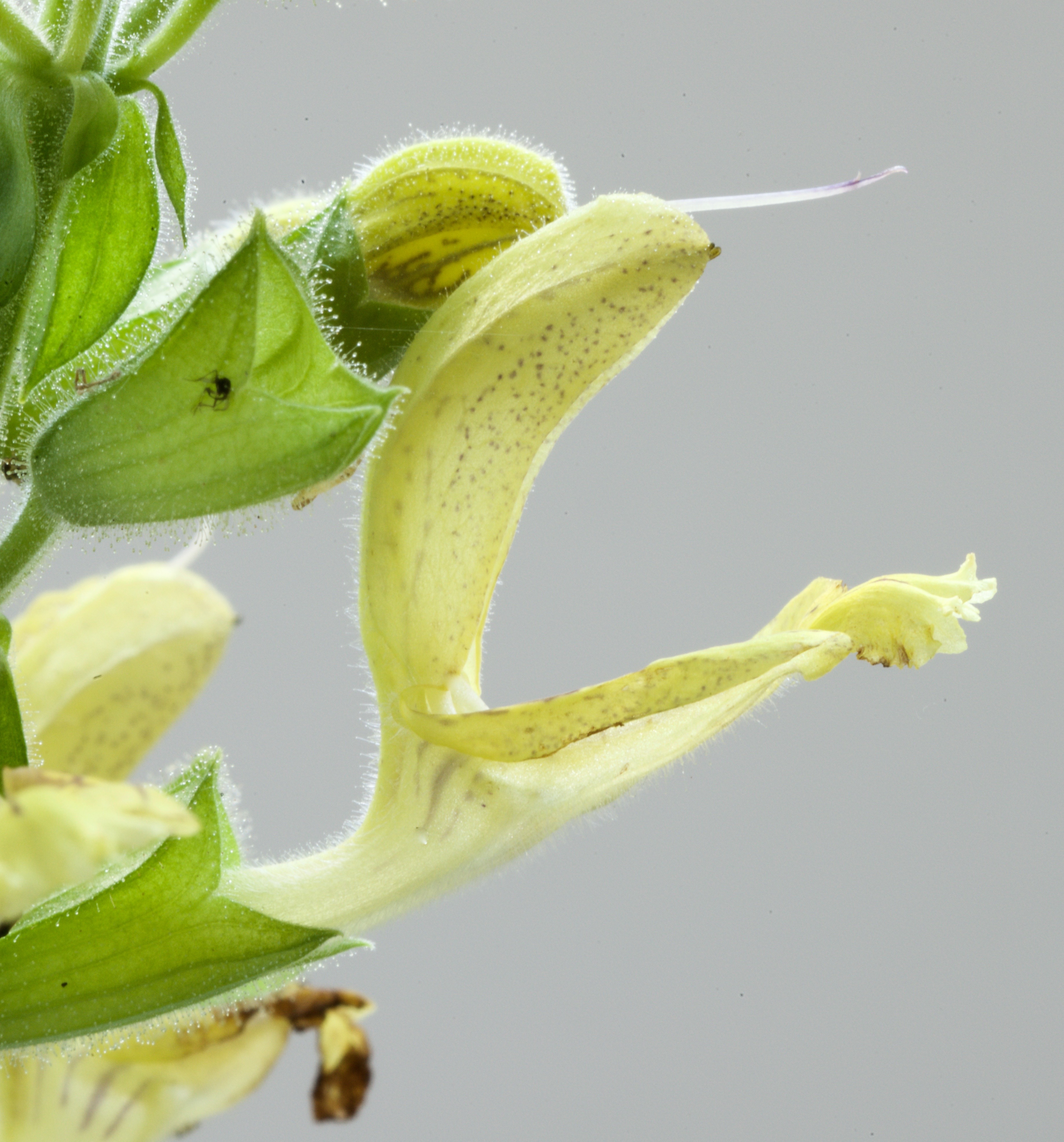 Salvia glutinosa (door Theo Heijmans)