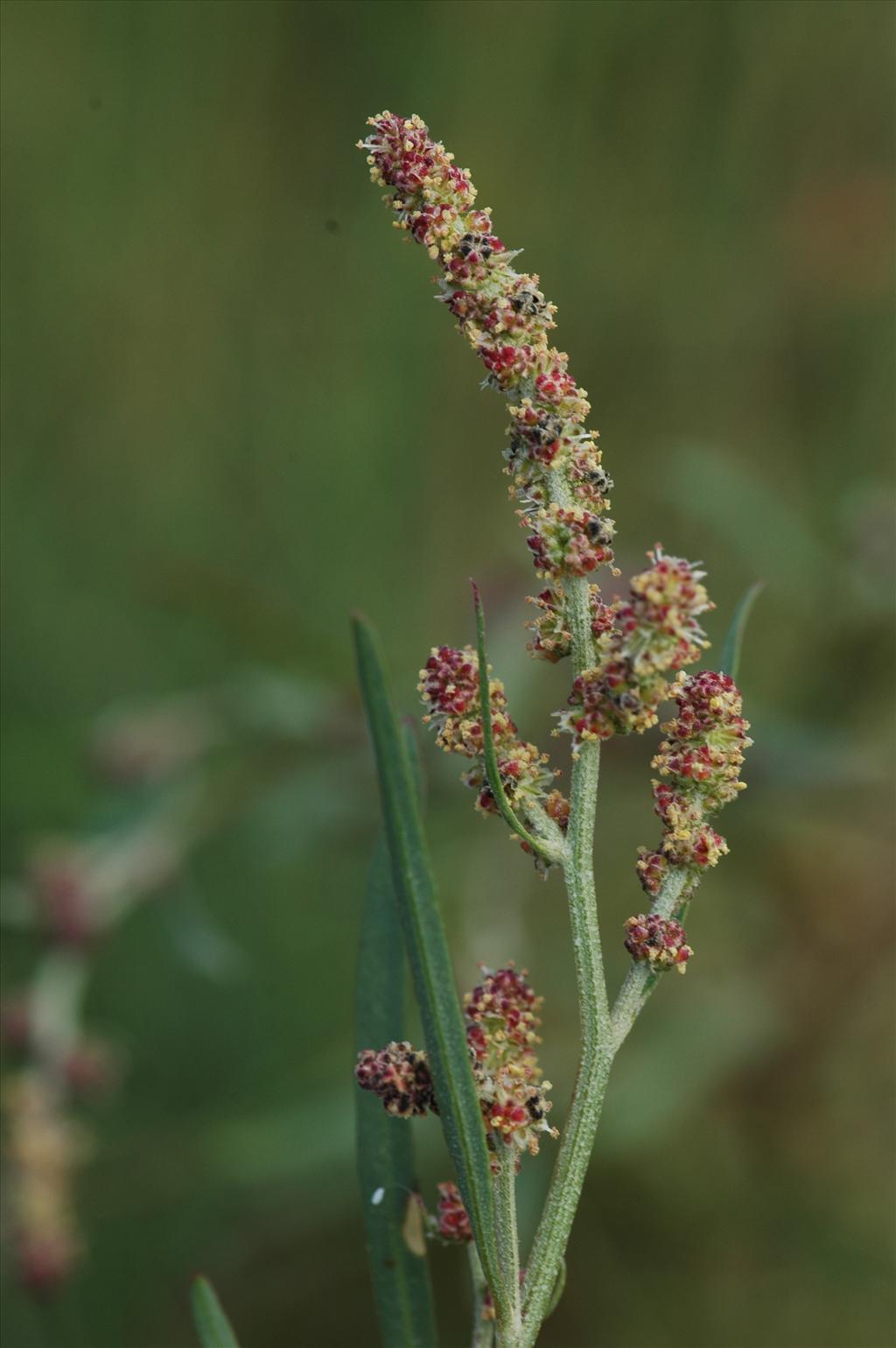 Atriplex littoralis (door Bas Kers)