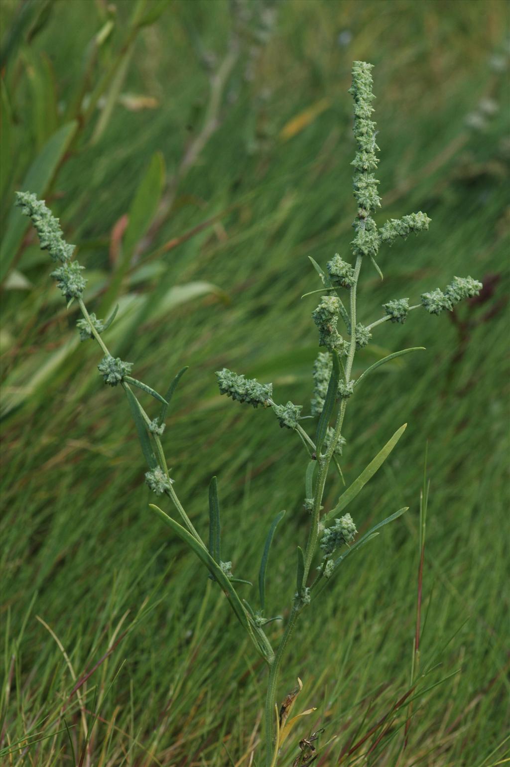 Atriplex littoralis (door Bas Kers)