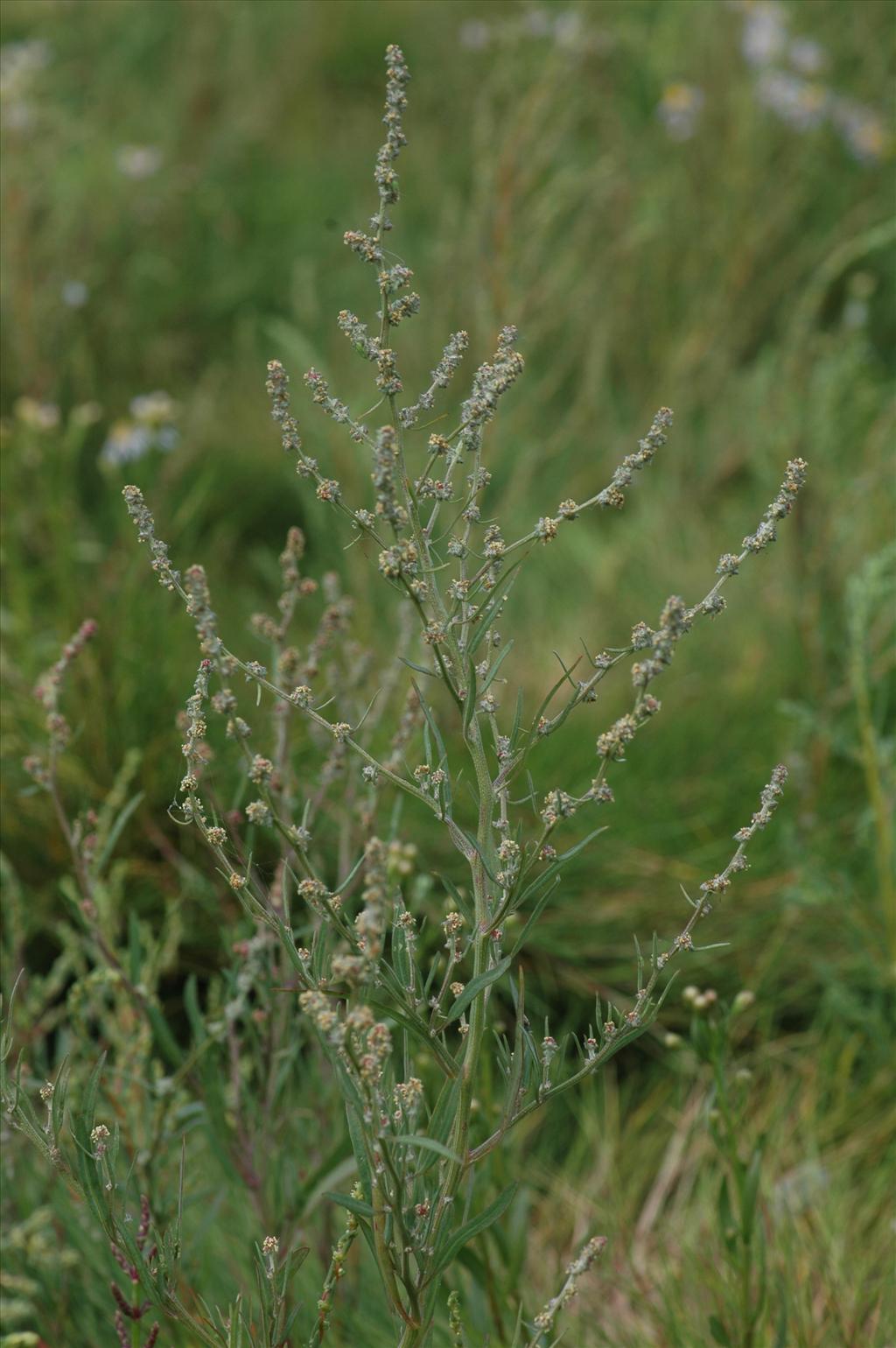 Atriplex littoralis (door Bas Kers)