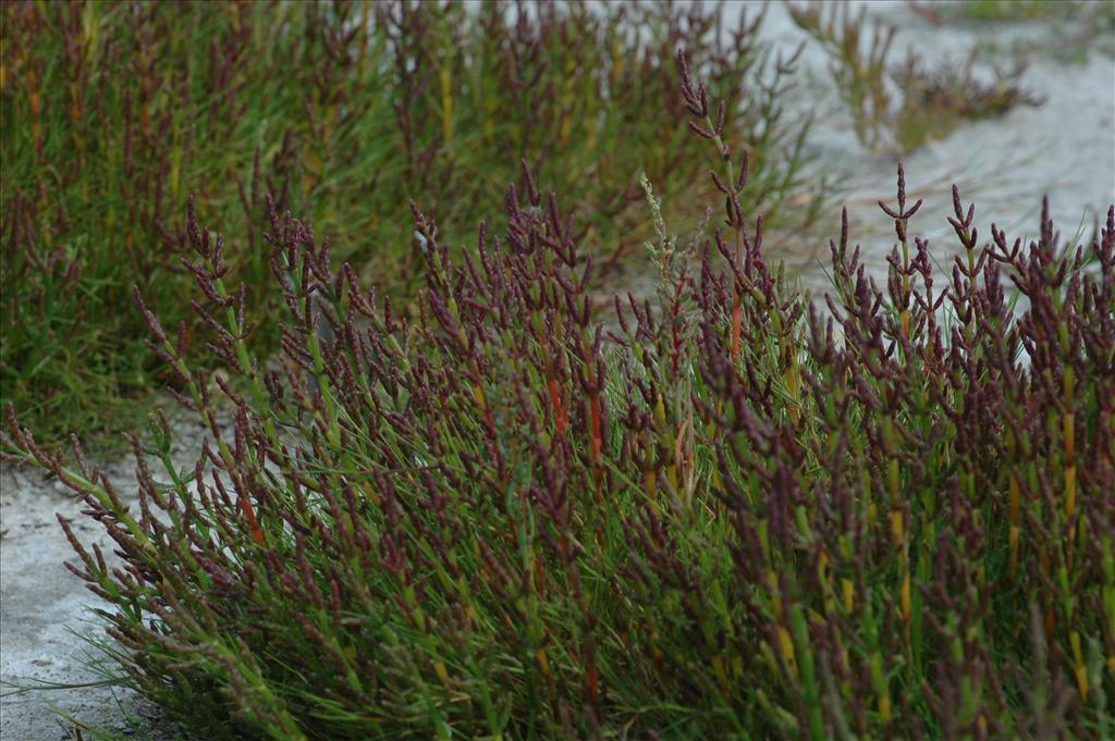 Salicornia europaea subsp. europaea (door Bas Kers)