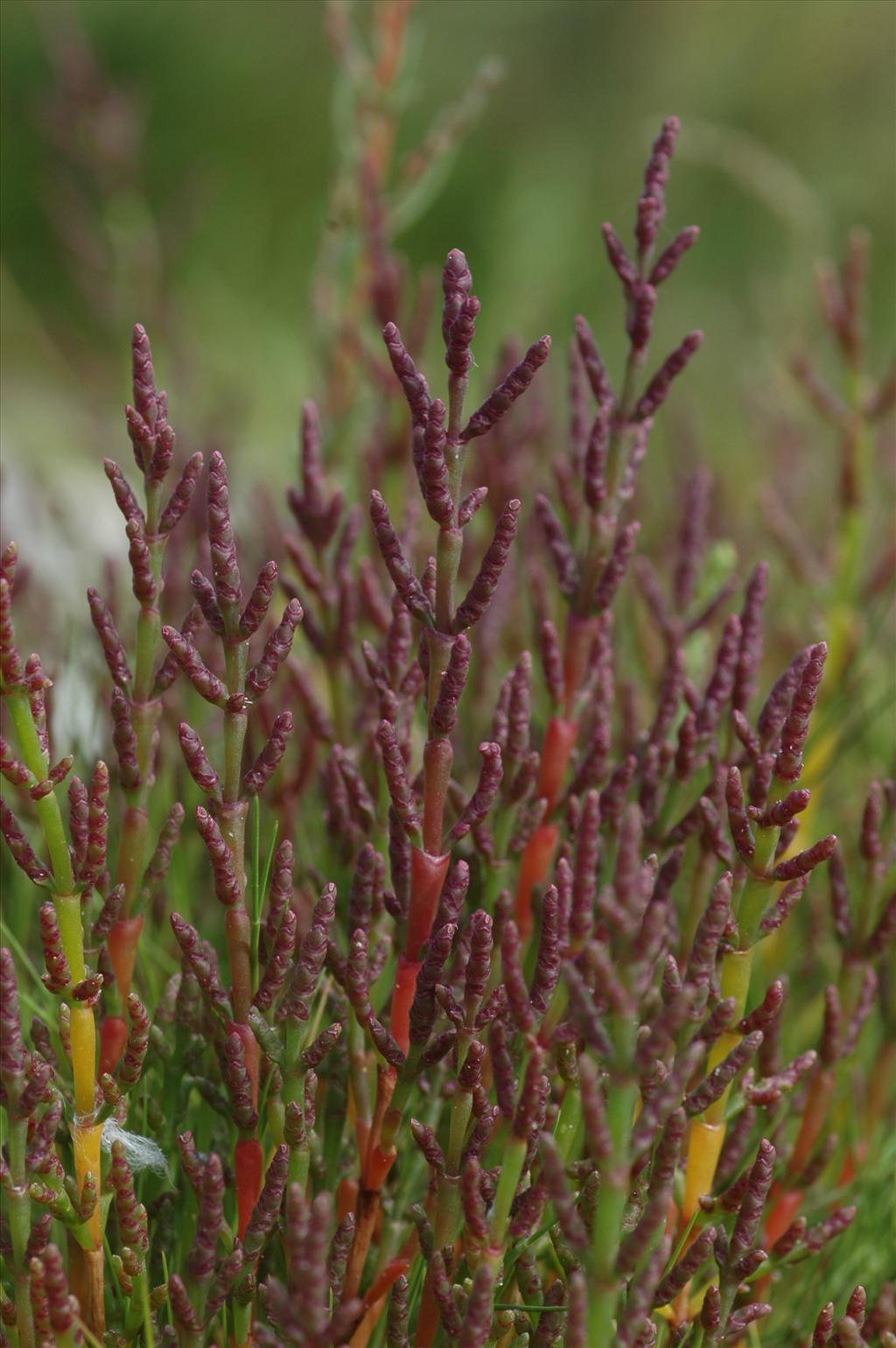 Salicornia europaea subsp. europaea (door Bas Kers)