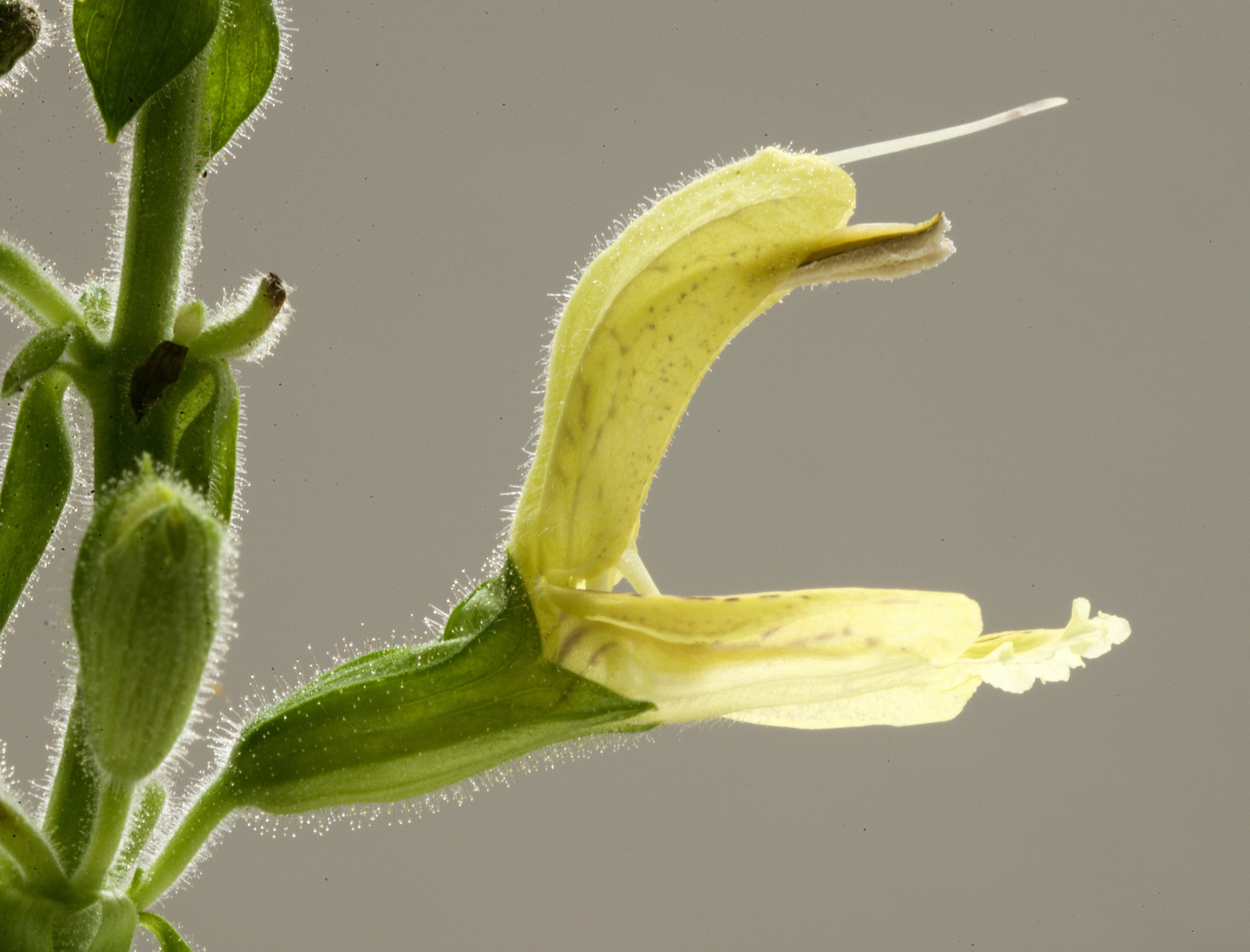 Salvia glutinosa (door Theo Heijmans)