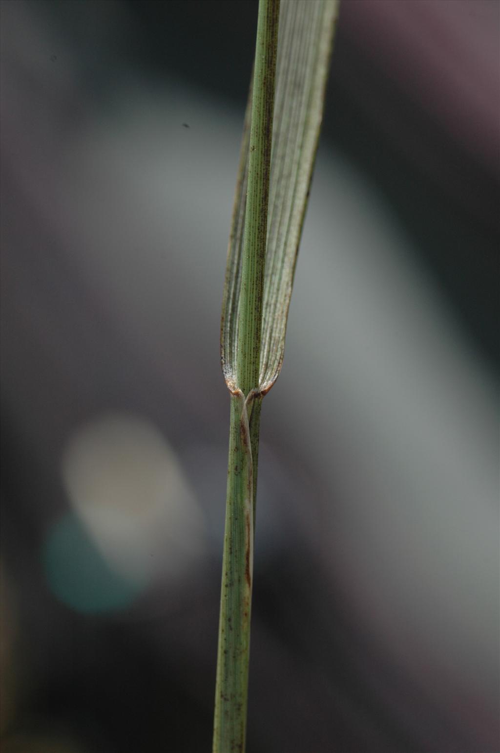 Elymus x obtusiusculus (door Bas Kers)