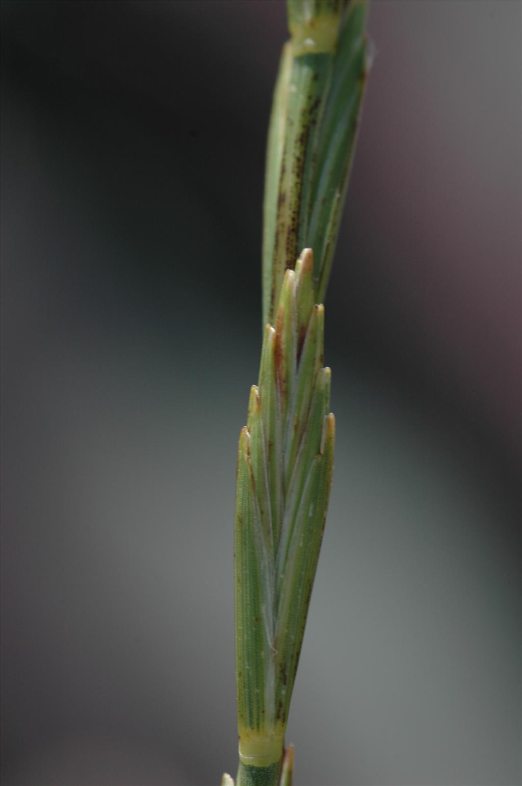 Elymus x obtusiusculus (door Bas Kers)