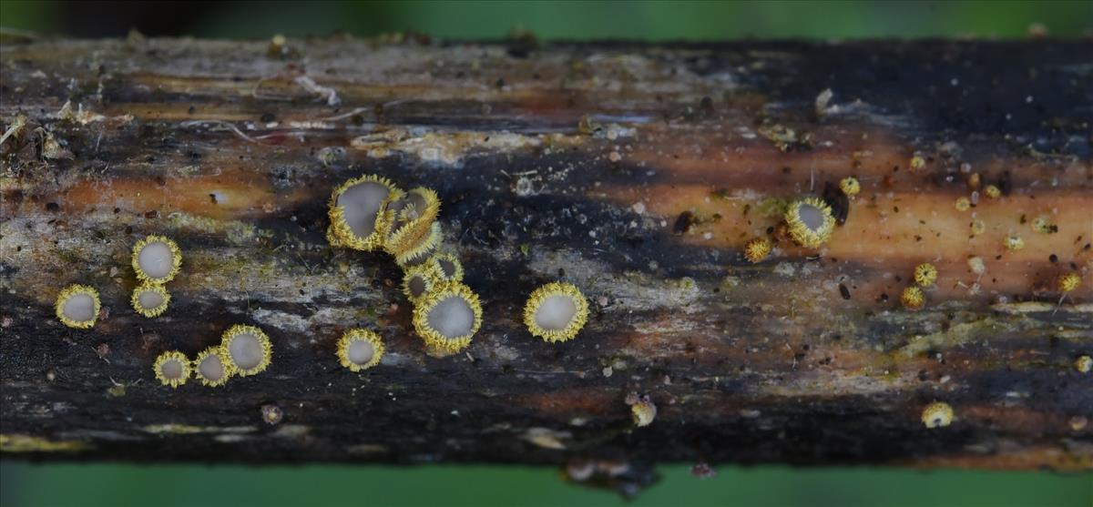 Trichopeziza sulphurea (door Laurens van der Linde)
