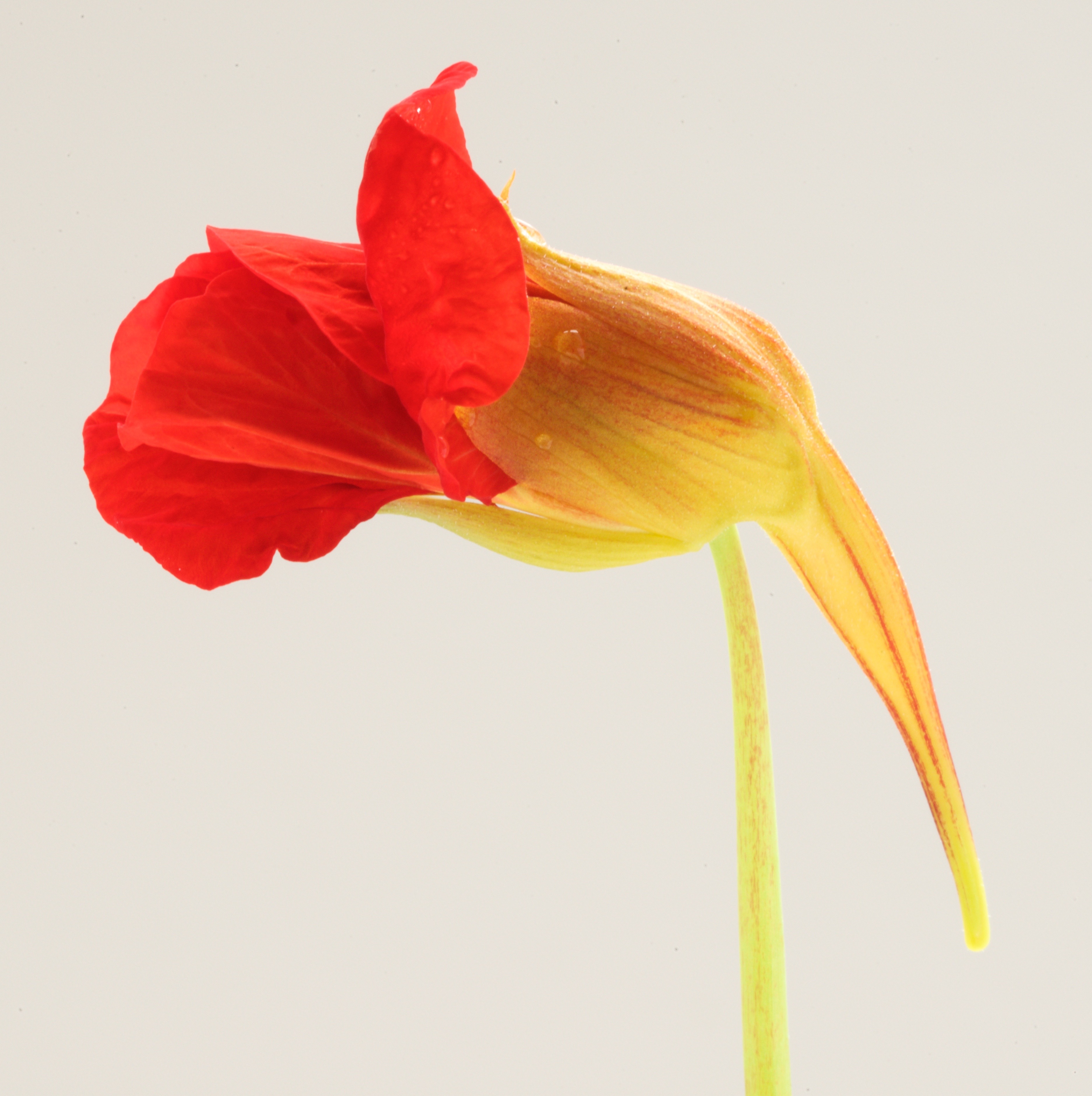 Tropaeolum majus (door Theo Heijmans)