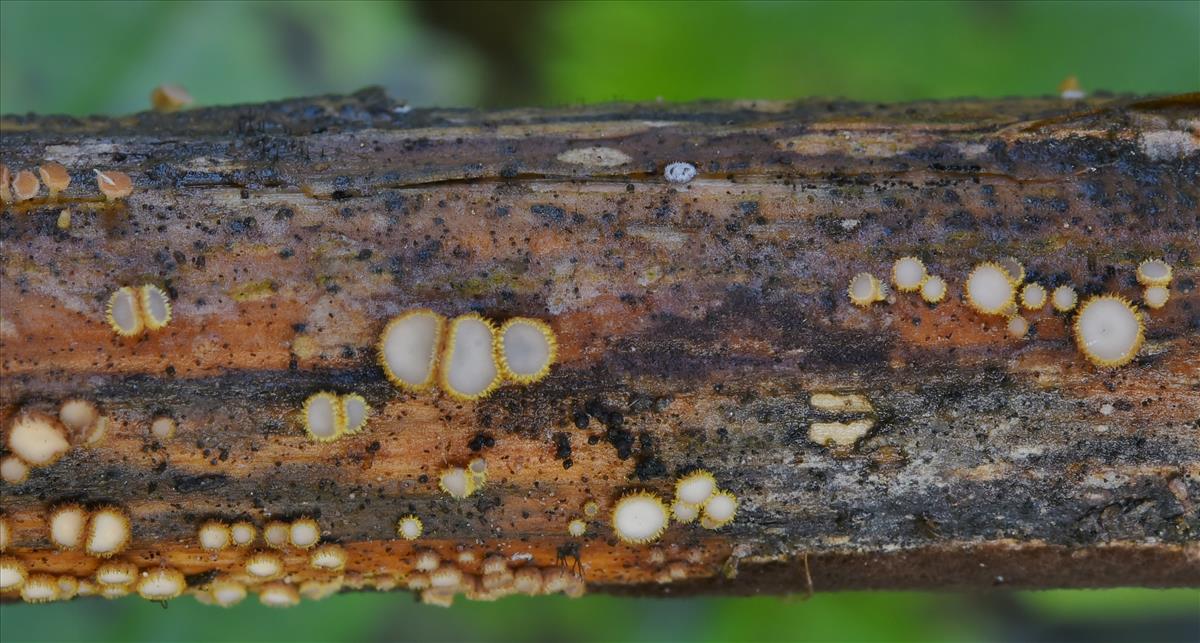 Trichopeziza sulphurea (door Laurens van der Linde)