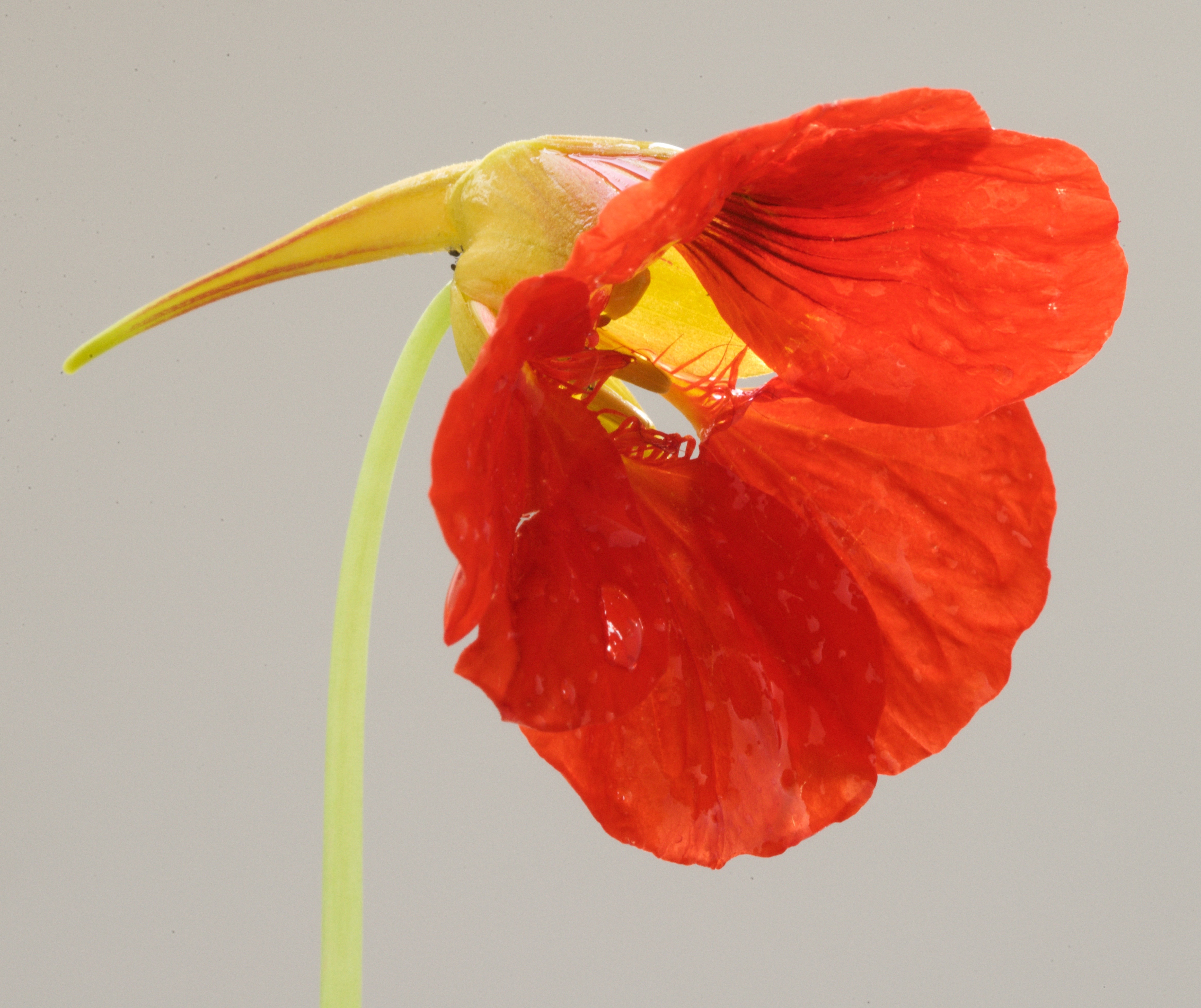 Tropaeolum majus (door Theo Heijmans)