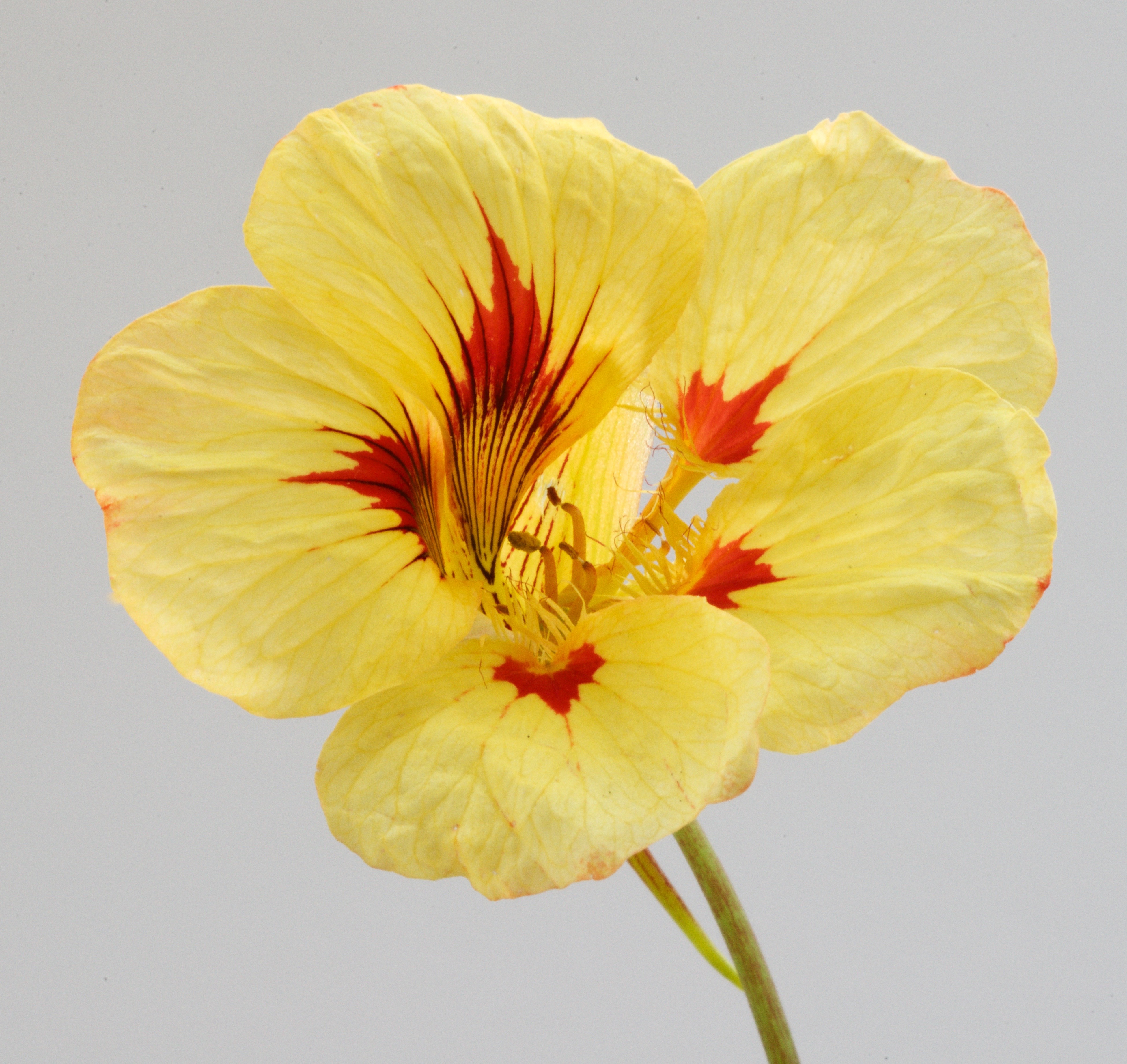 Tropaeolum majus (door Theo Heijmans)