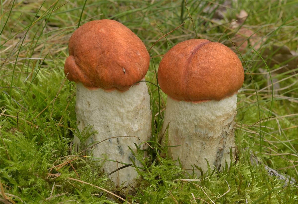 Leccinum albostipitatum (door Laurens van der Linde)