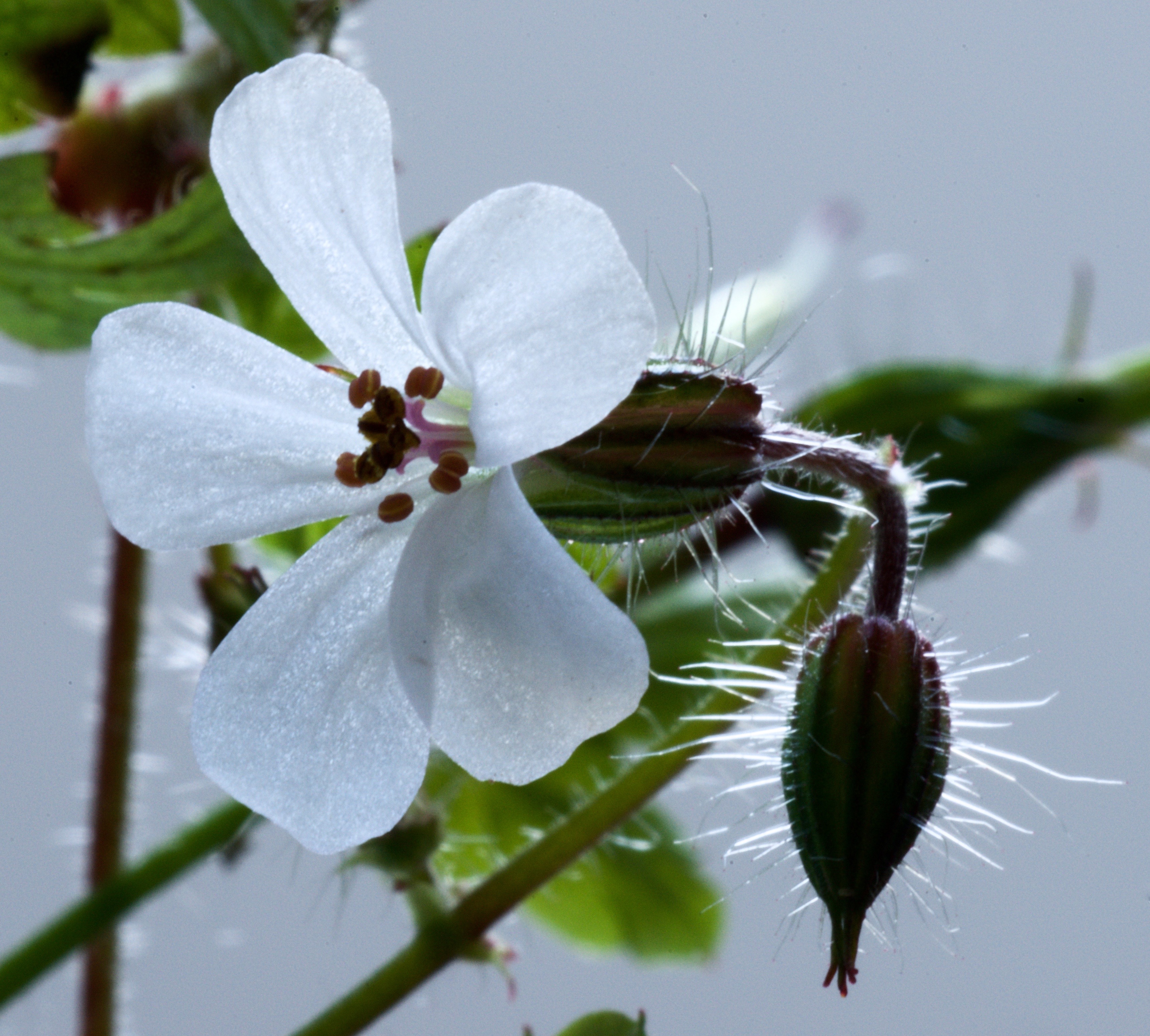 Geranium robertianum (door Theo Heijmans)