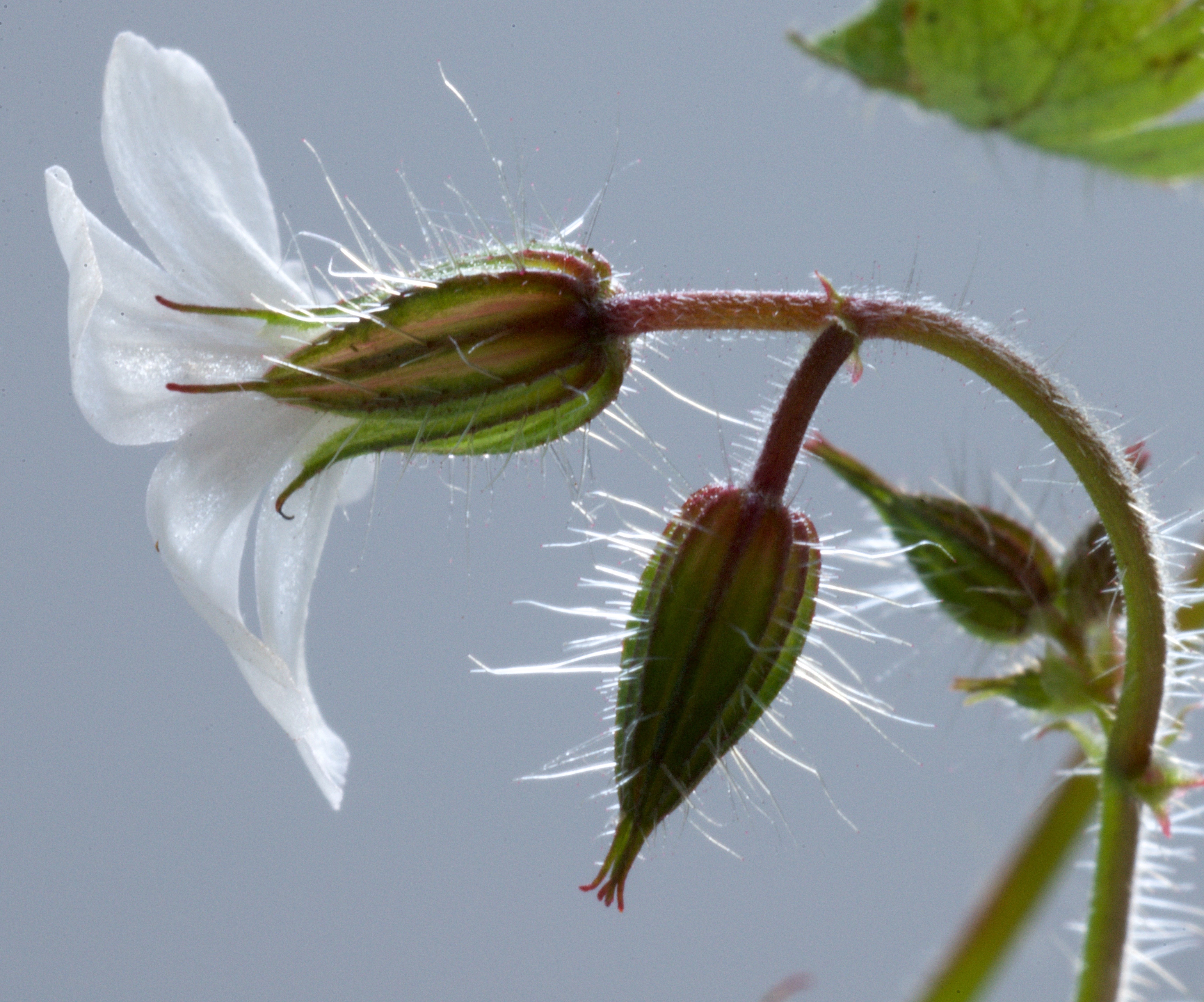 Geranium robertianum (door Theo Heijmans)