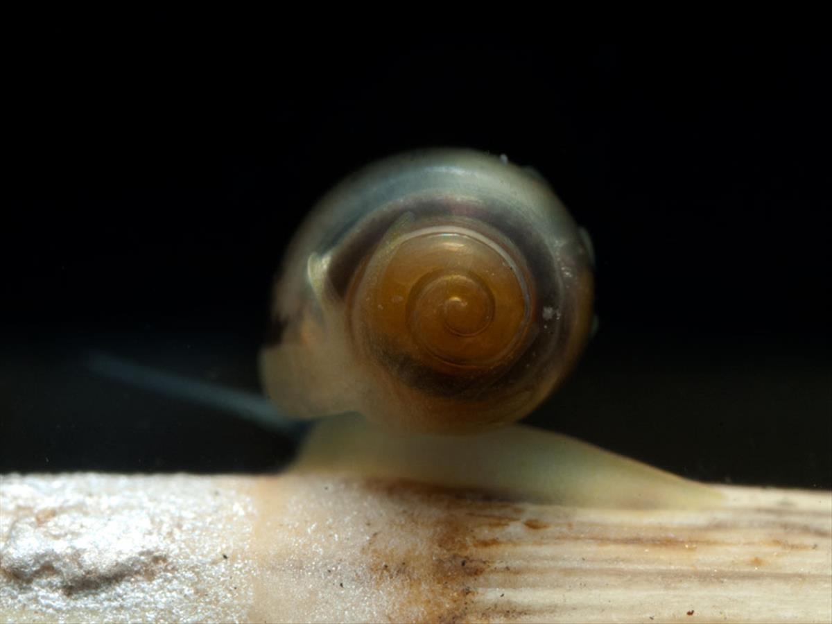 Physa fontinalis (door Dirk-Jan Saaltink)