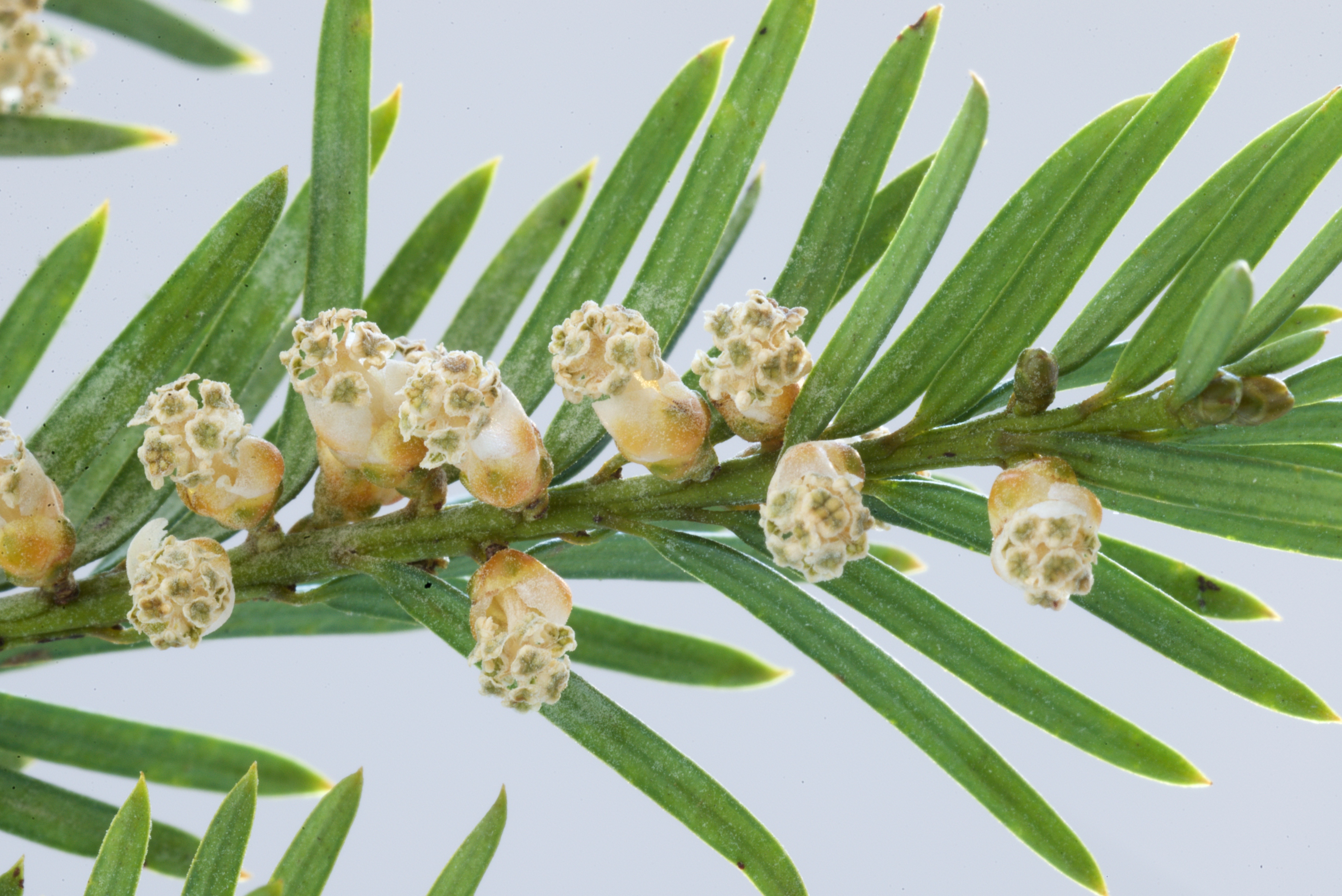 Taxus baccata (door Theo Heijmans)