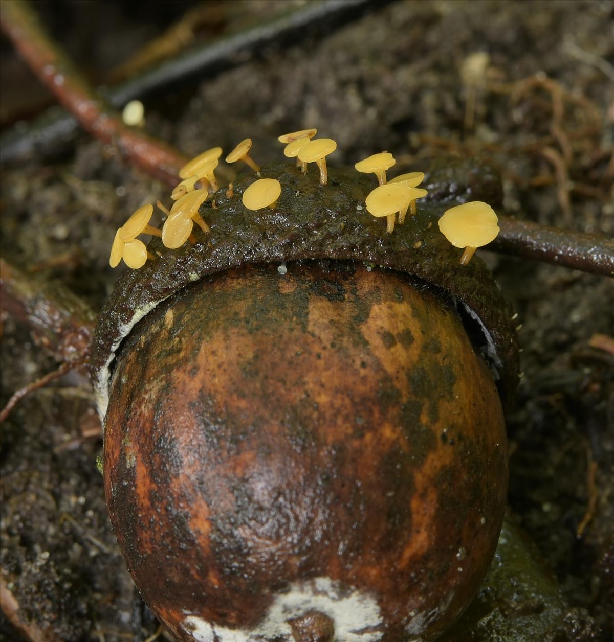 Hymenoscyphus fructigenus (door Laurens van der Linde)