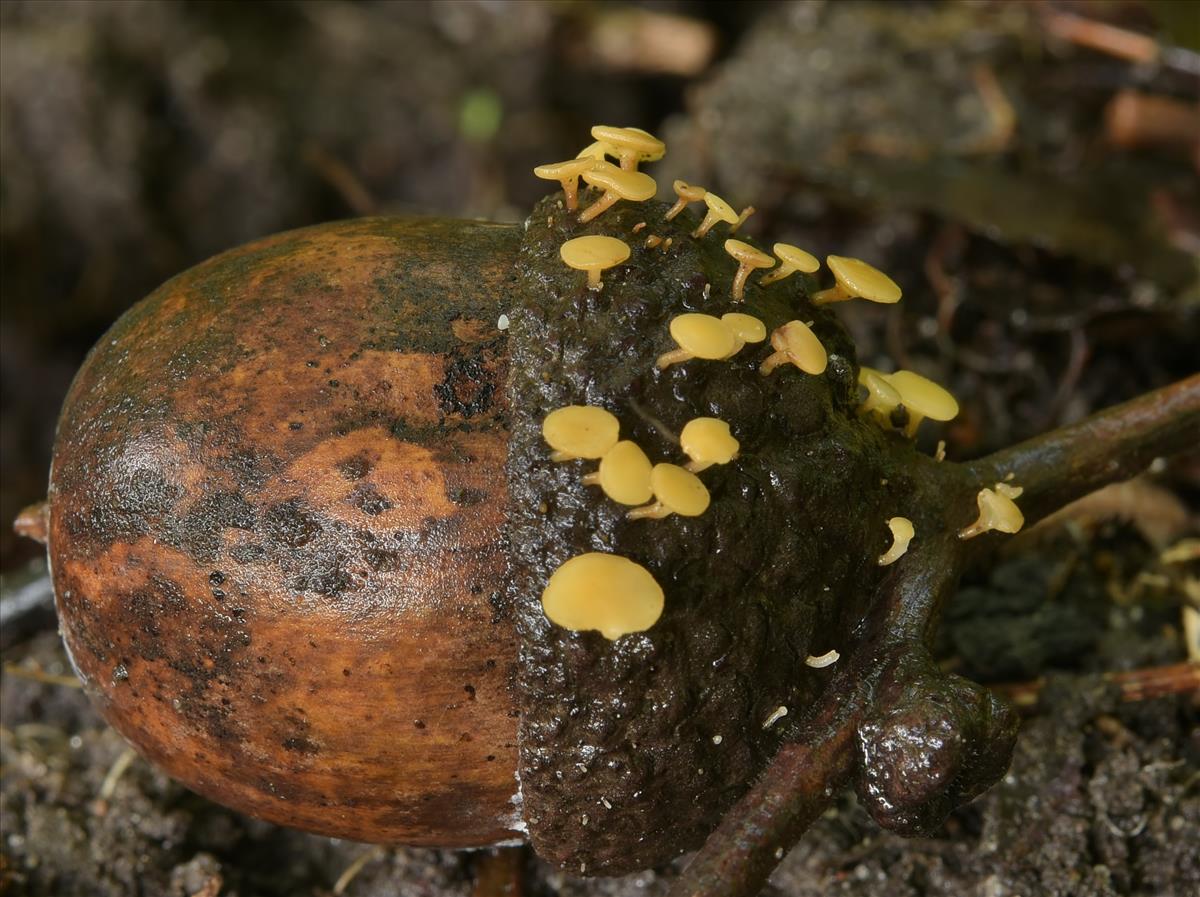 Hymenoscyphus fructigenus (door Laurens van der Linde)