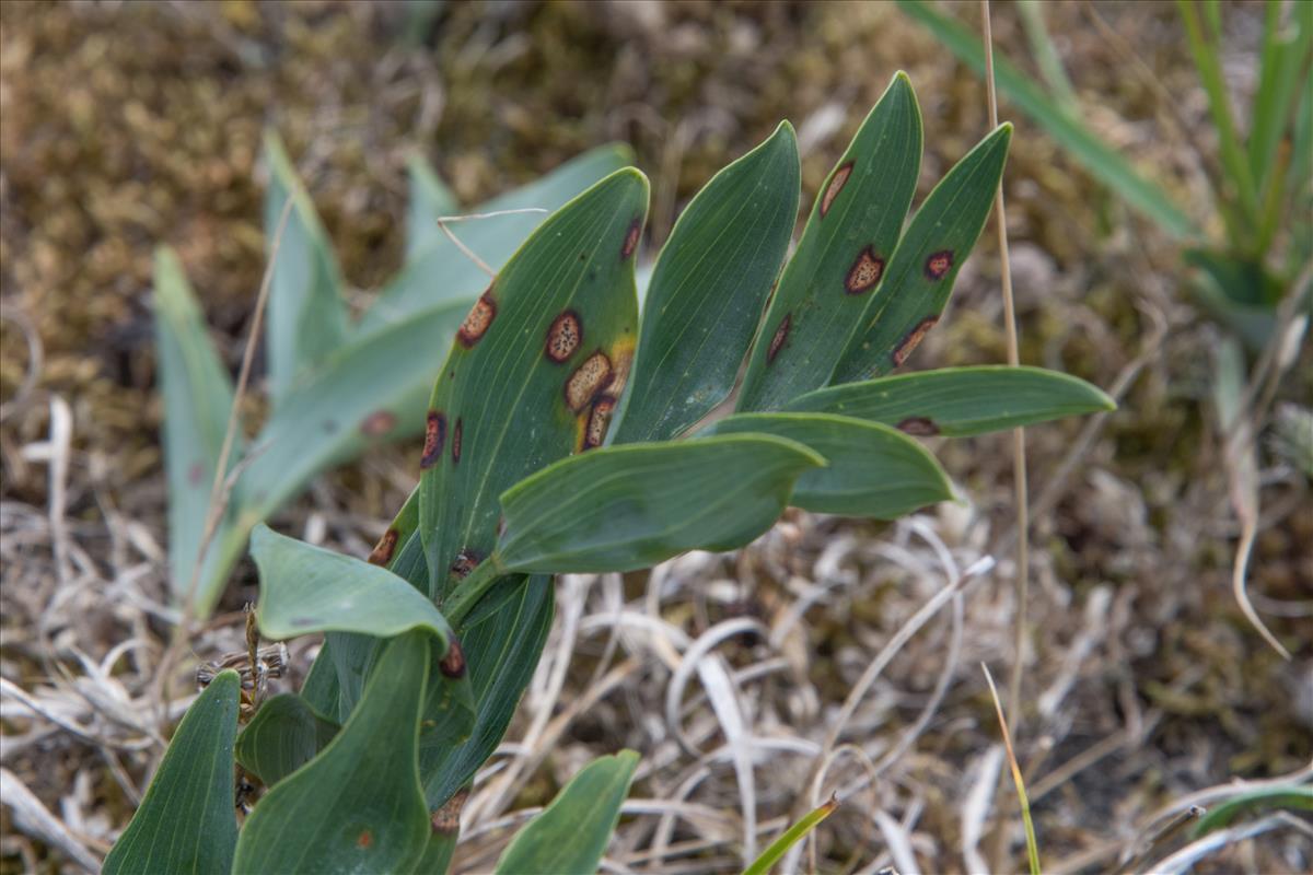 Phyllosticta cruenta (door Leo Jalink)