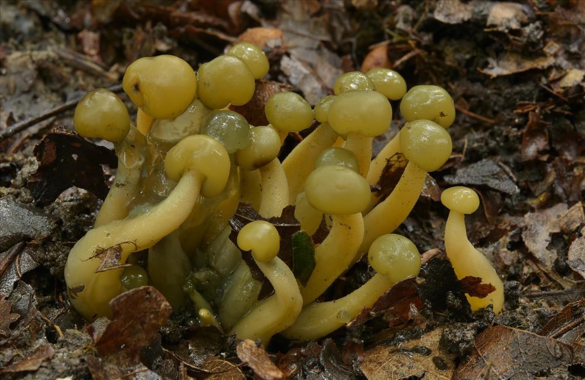 Leotia lubrica (door Laurens van der Linde)