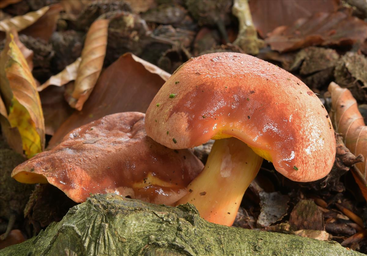 Aureoboletus gentilis (door Laurens van der Linde)