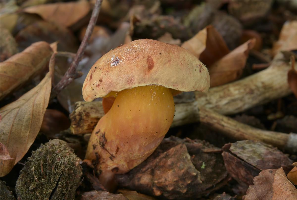 Aureoboletus gentilis (door Laurens van der Linde)